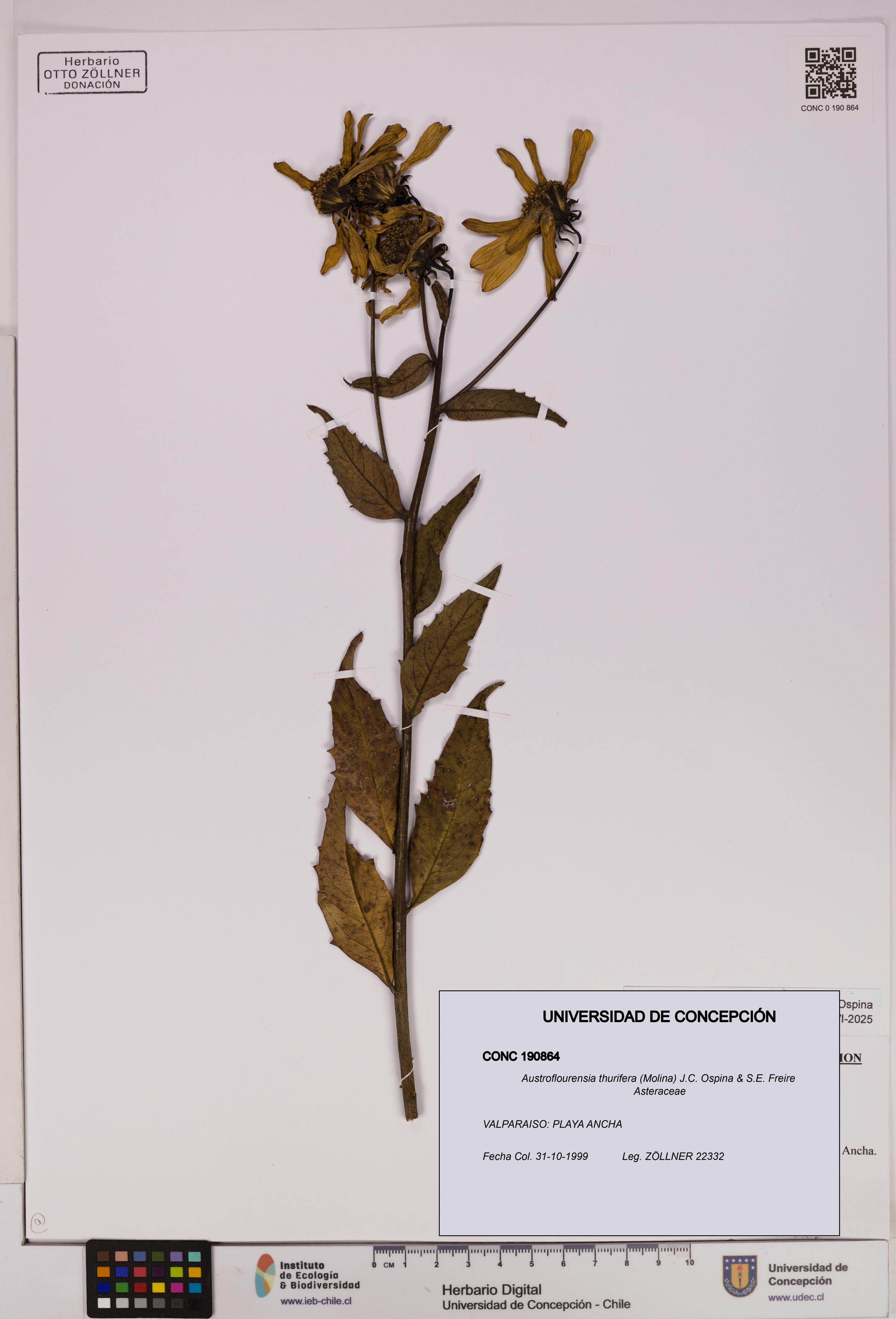 Austroflourensia thurifera [Espécimen: UDEC:CONC:0190864]
