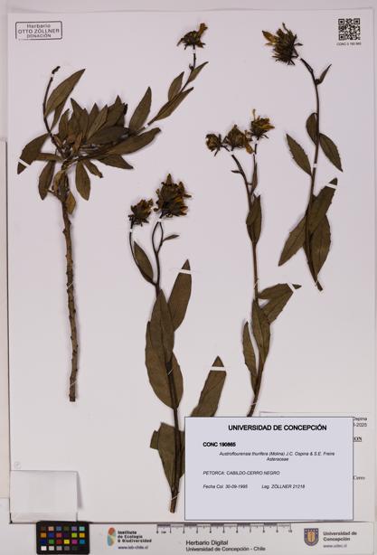 Austroflourensia thurifera [Espécimen: UDEC:CONC:0190865]
