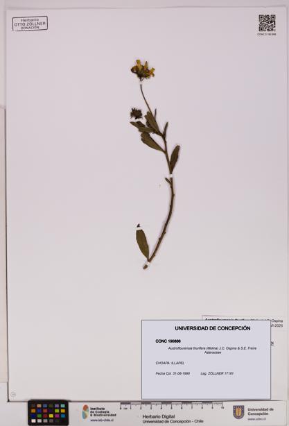 Austroflourensia thurifera [Espécimen: UDEC:CONC:0190866]