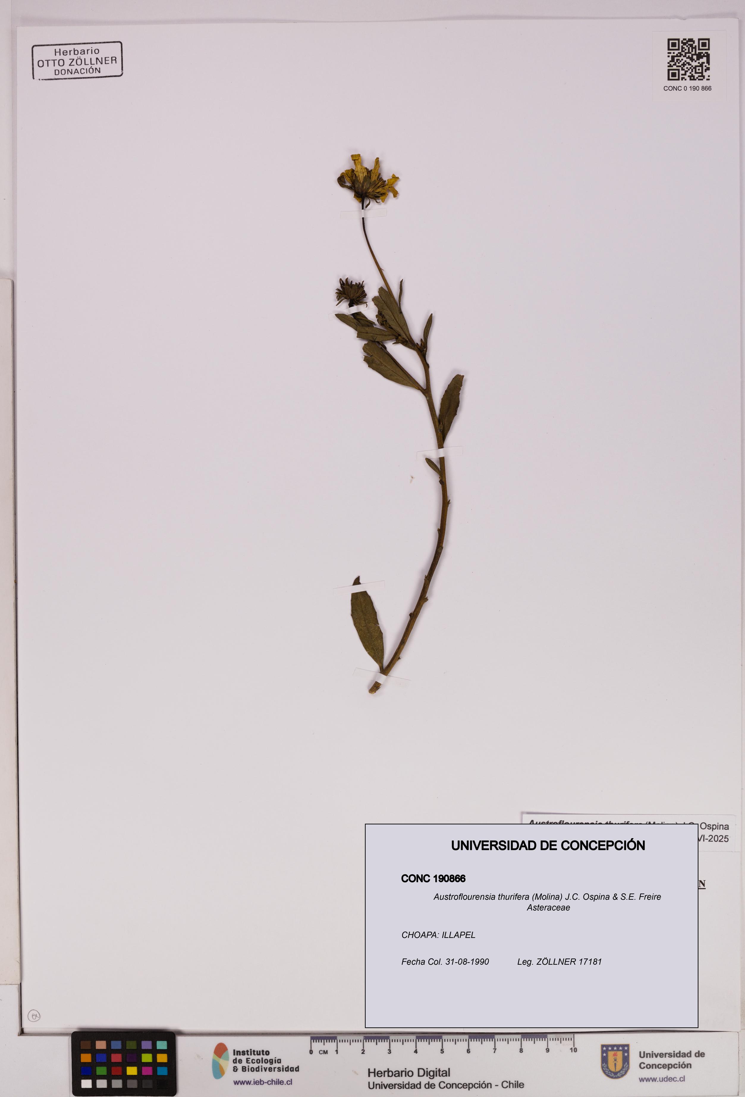 Austroflourensia thurifera [Espécimen: UDEC:CONC:0190866]