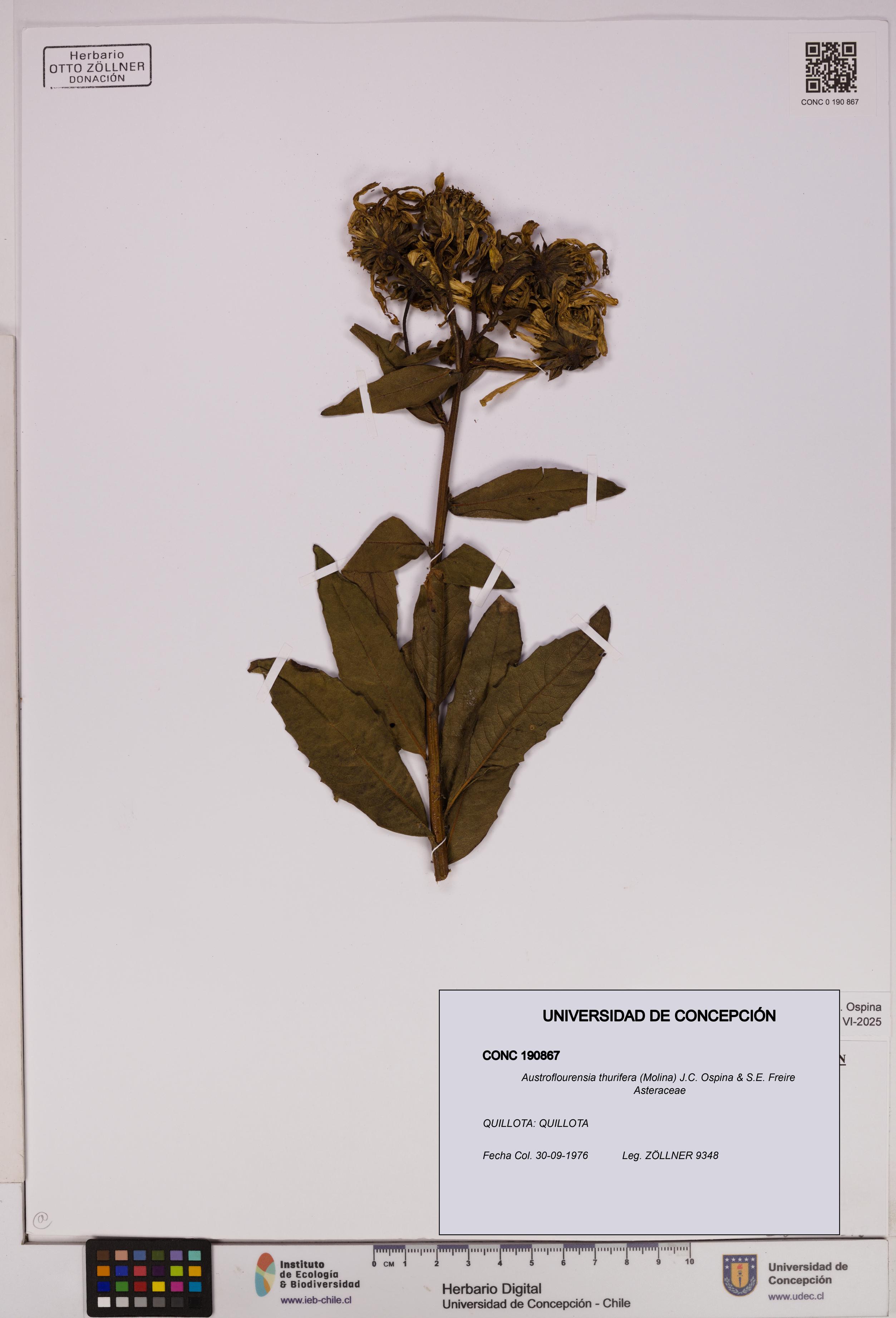 Austroflourensia thurifera [Espécimen: UDEC:CONC:0190867]