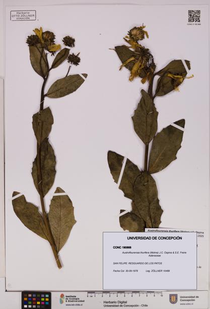 Austroflourensia thurifera [Espécimen: UDEC:CONC:0190868]
