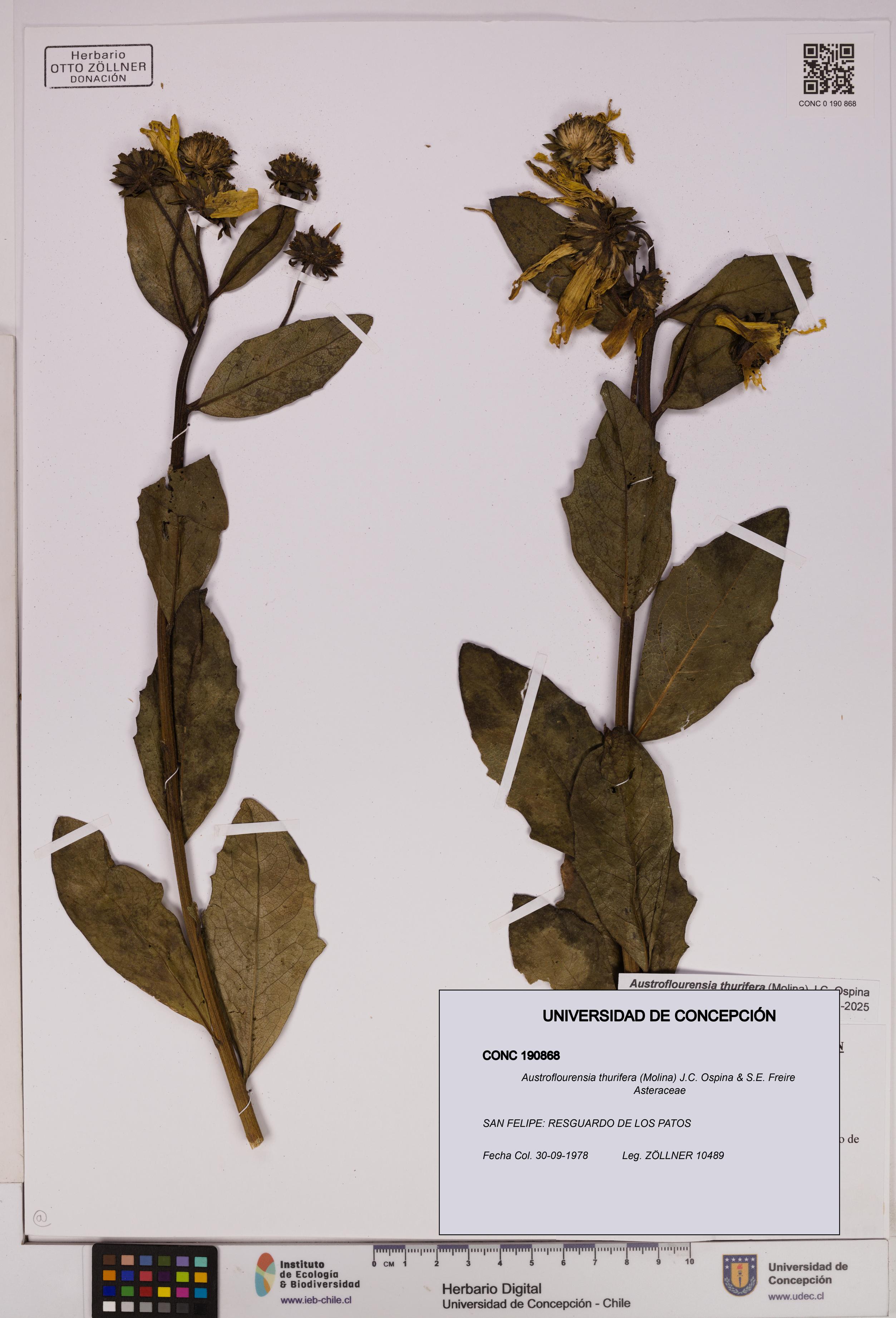 Austroflourensia thurifera [Espécimen: UDEC:CONC:0190868]