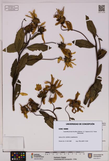 Austroflourensia thurifera [Espécimen: UDEC:CONC:0190869]