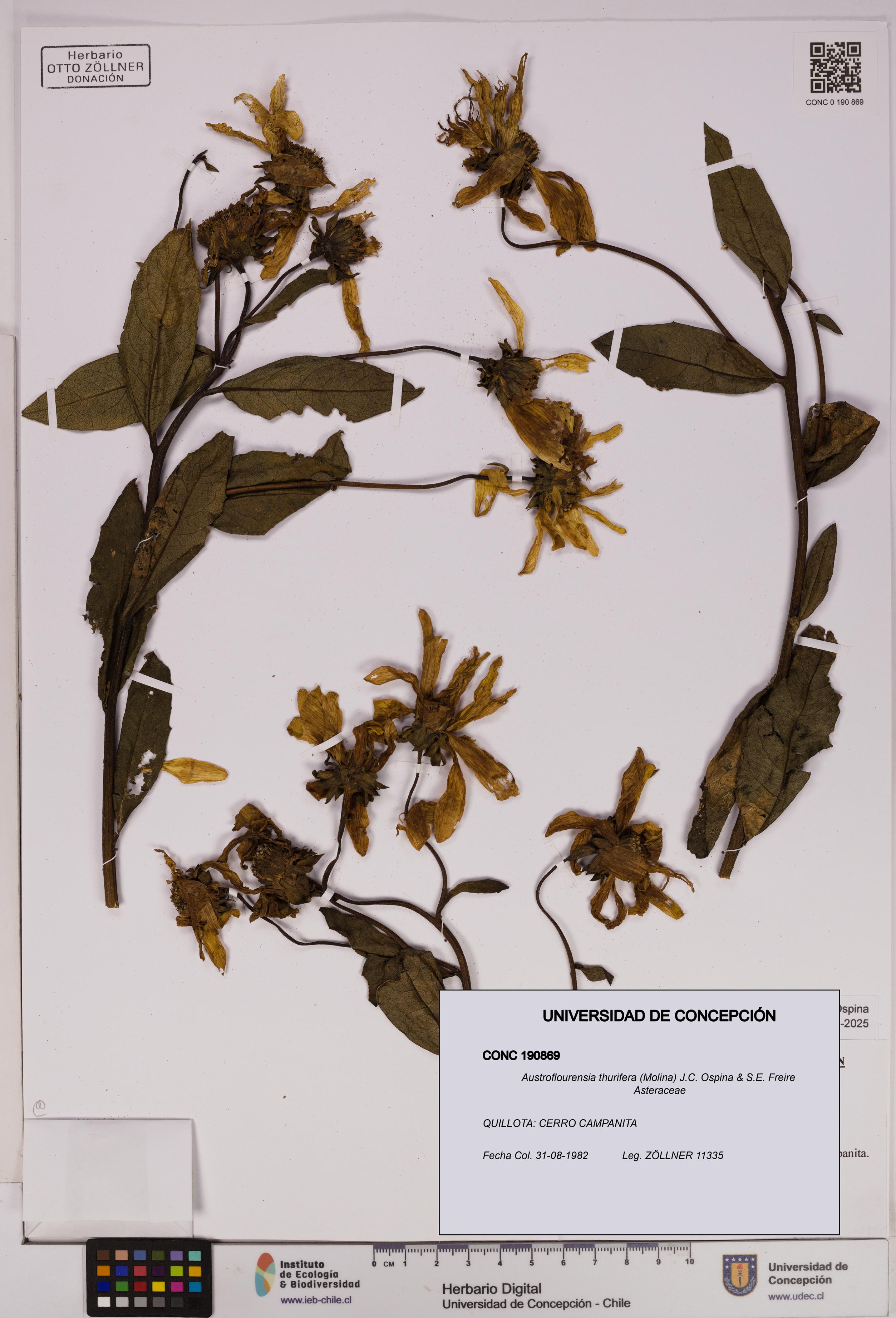 Austroflourensia thurifera [Espécimen: UDEC:CONC:0190869]