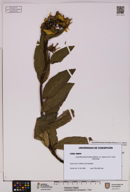 Austroflourensia thurifera [Espécimen: UDEC:CONC:0190870]