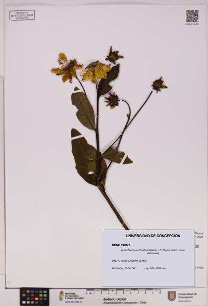 Austroflourensia thurifera [Espécimen: UDEC:CONC:0190871]