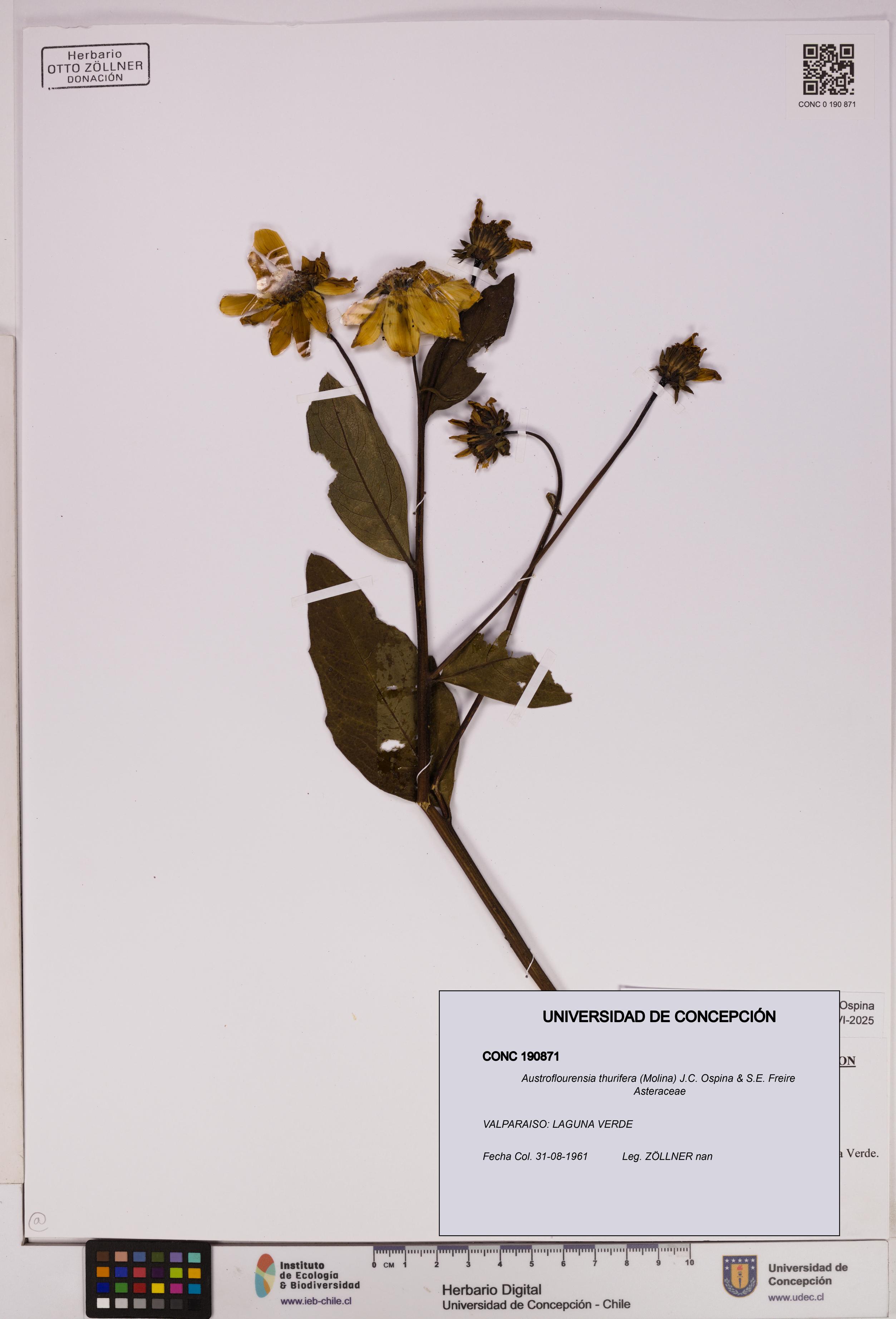 Austroflourensia thurifera [Espécimen: UDEC:CONC:0190871]