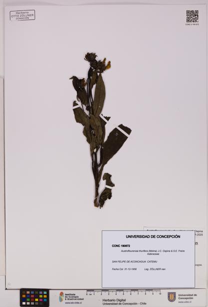 Austroflourensia thurifera [Espécimen: UDEC:CONC:0190872]