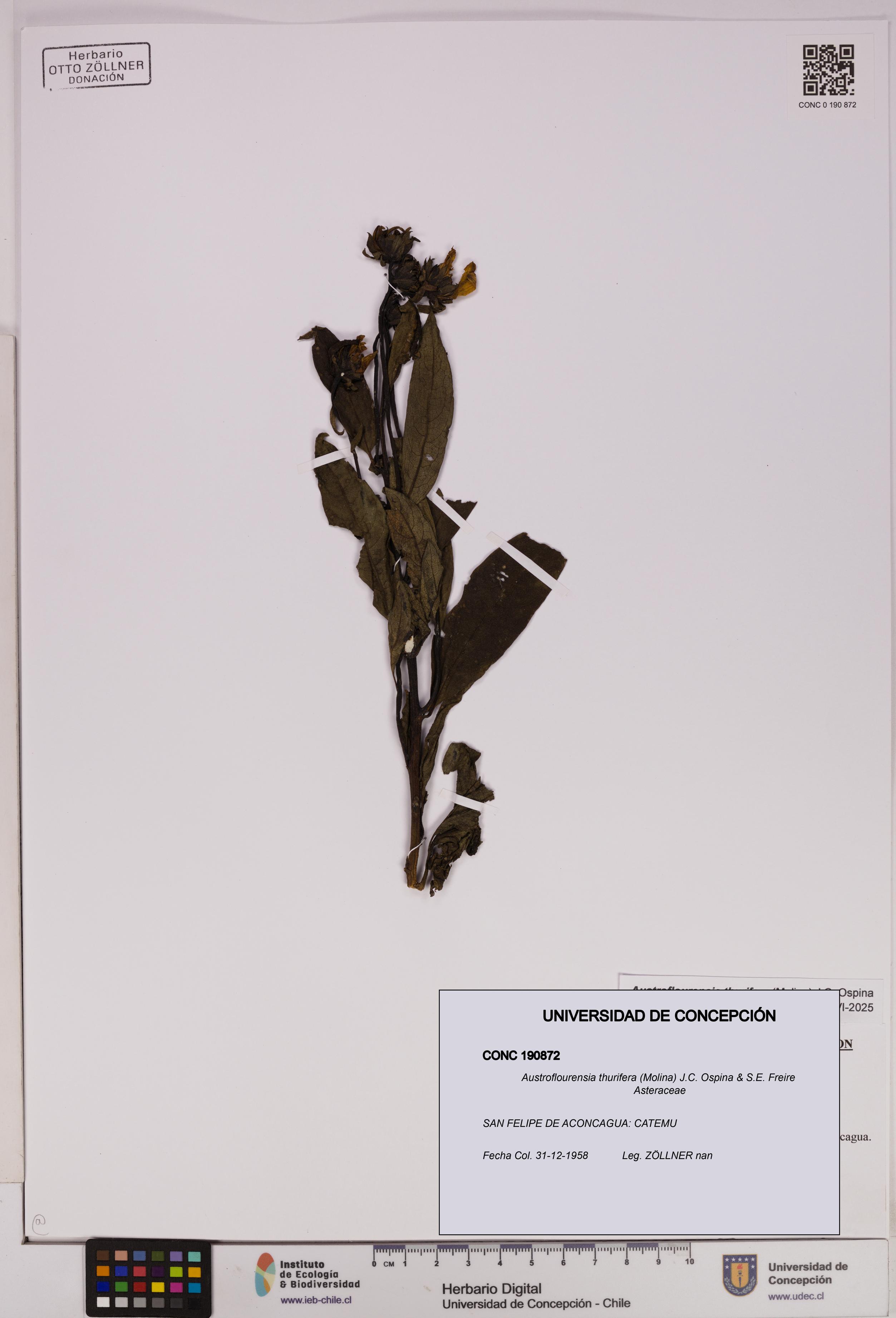 Austroflourensia thurifera [Espécimen: UDEC:CONC:0190872]