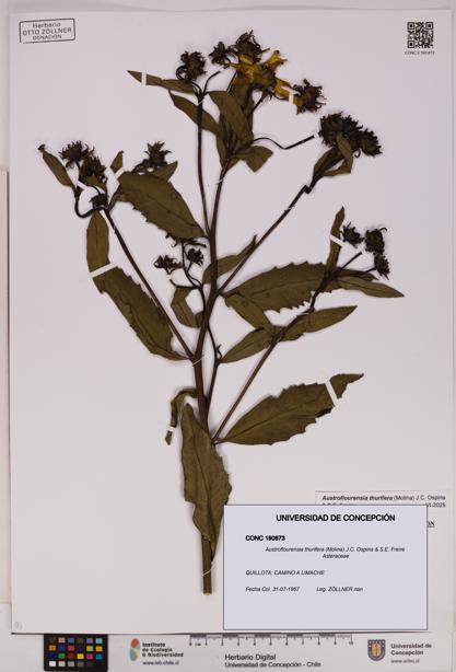 Austroflourensia thurifera [Espécimen: UDEC:CONC:0190873]