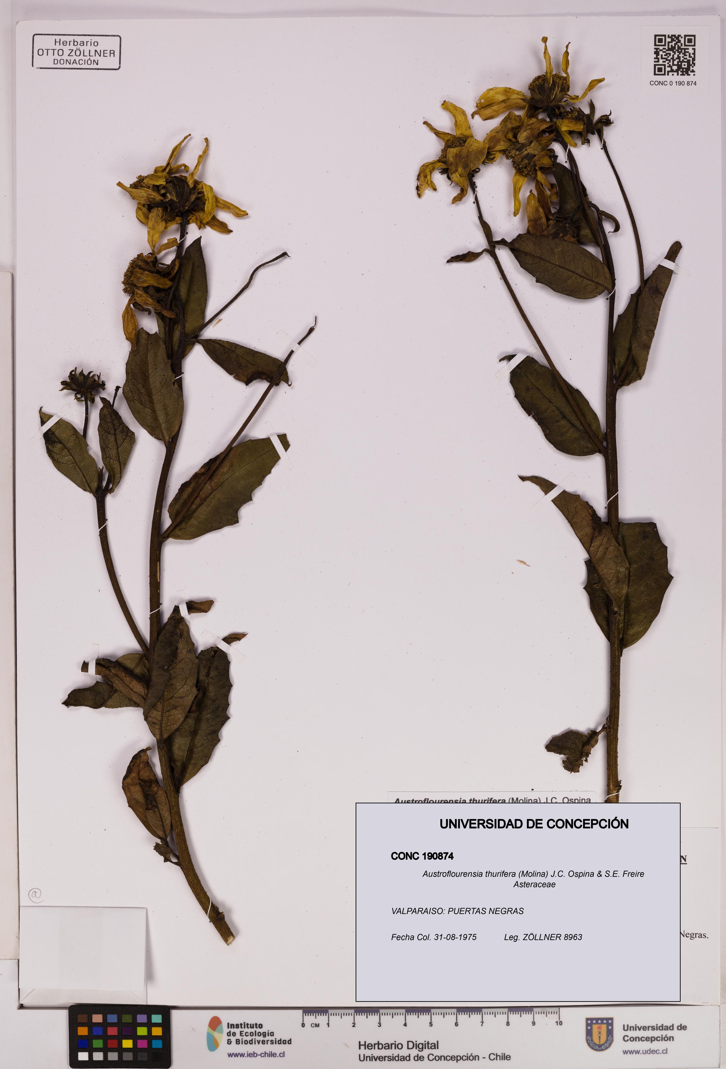 Austroflourensia thurifera [Espécimen: UDEC:CONC:0190874]