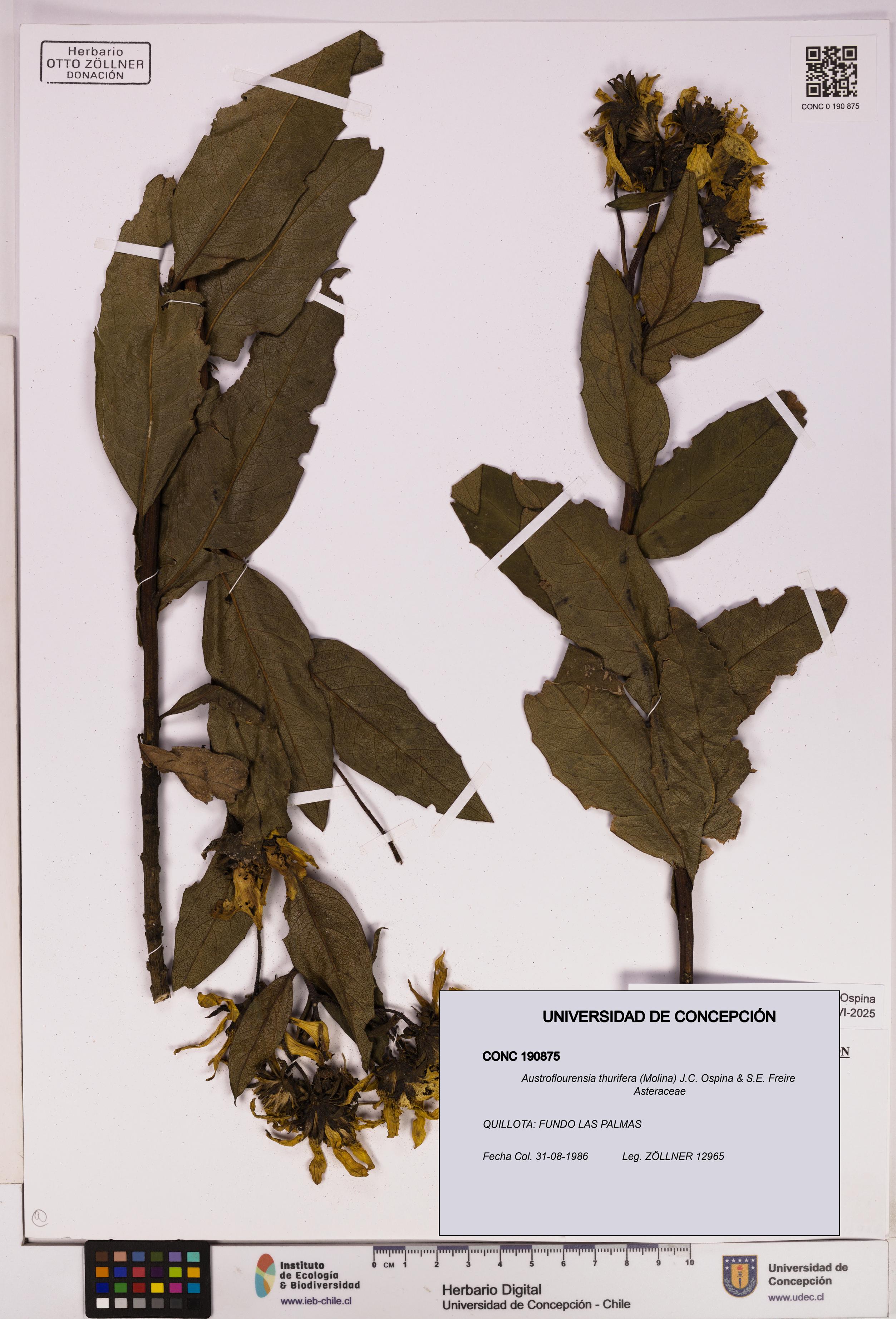 Austroflourensia thurifera [Espécimen: UDEC:CONC:0190875]