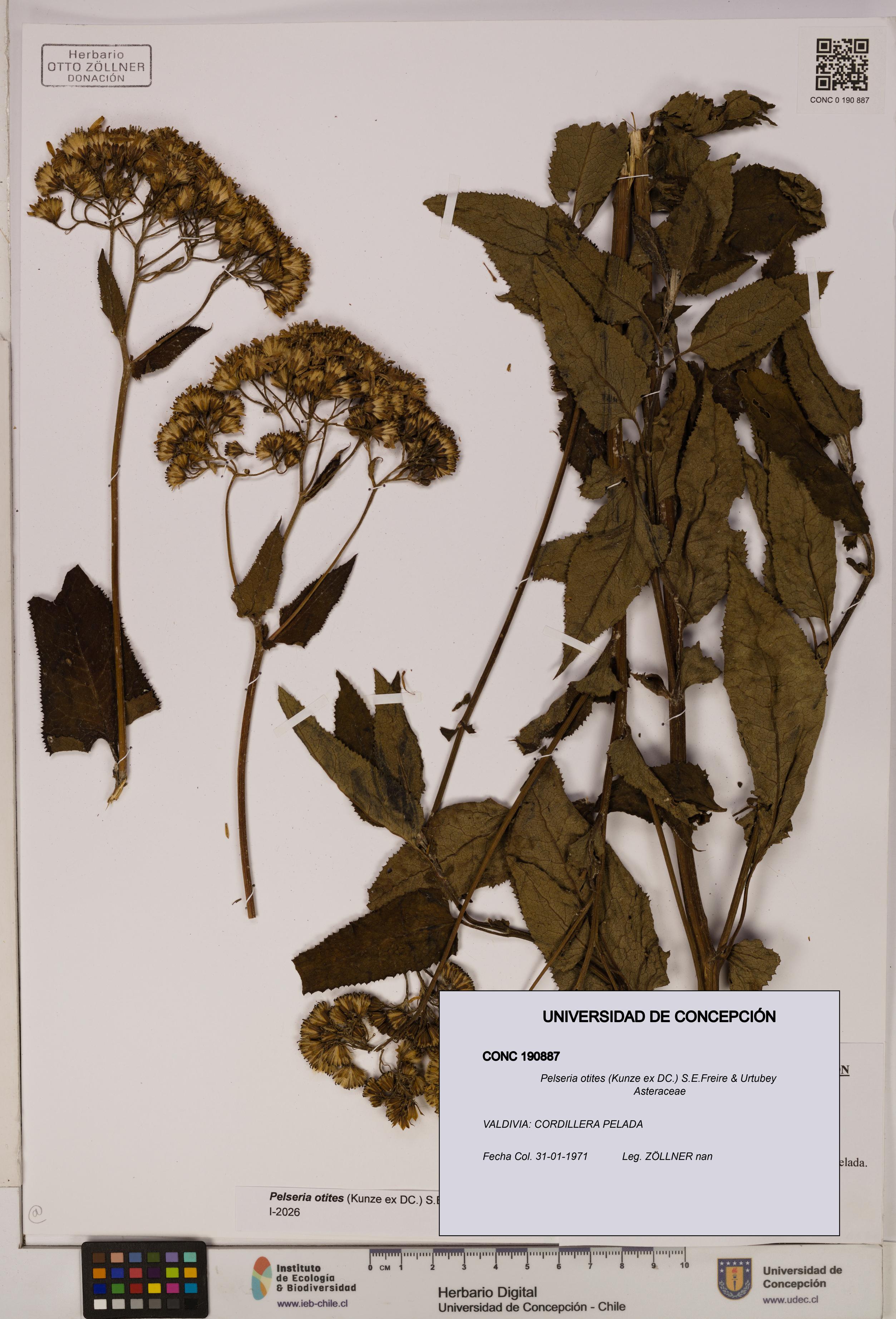 Pelseria otites [Espécimen: ]
