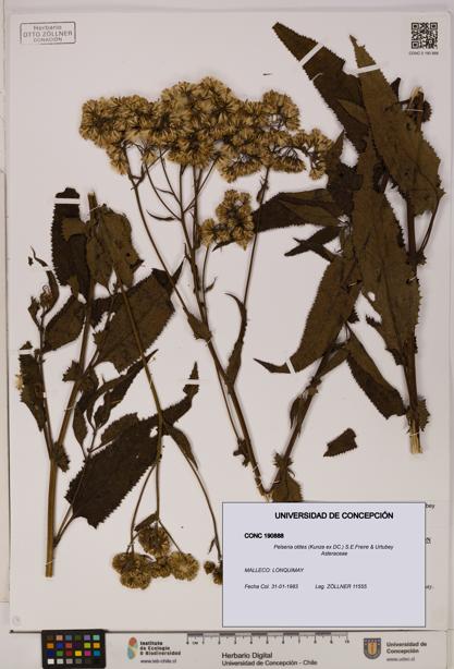 Pelseria otites [Espécimen: ]