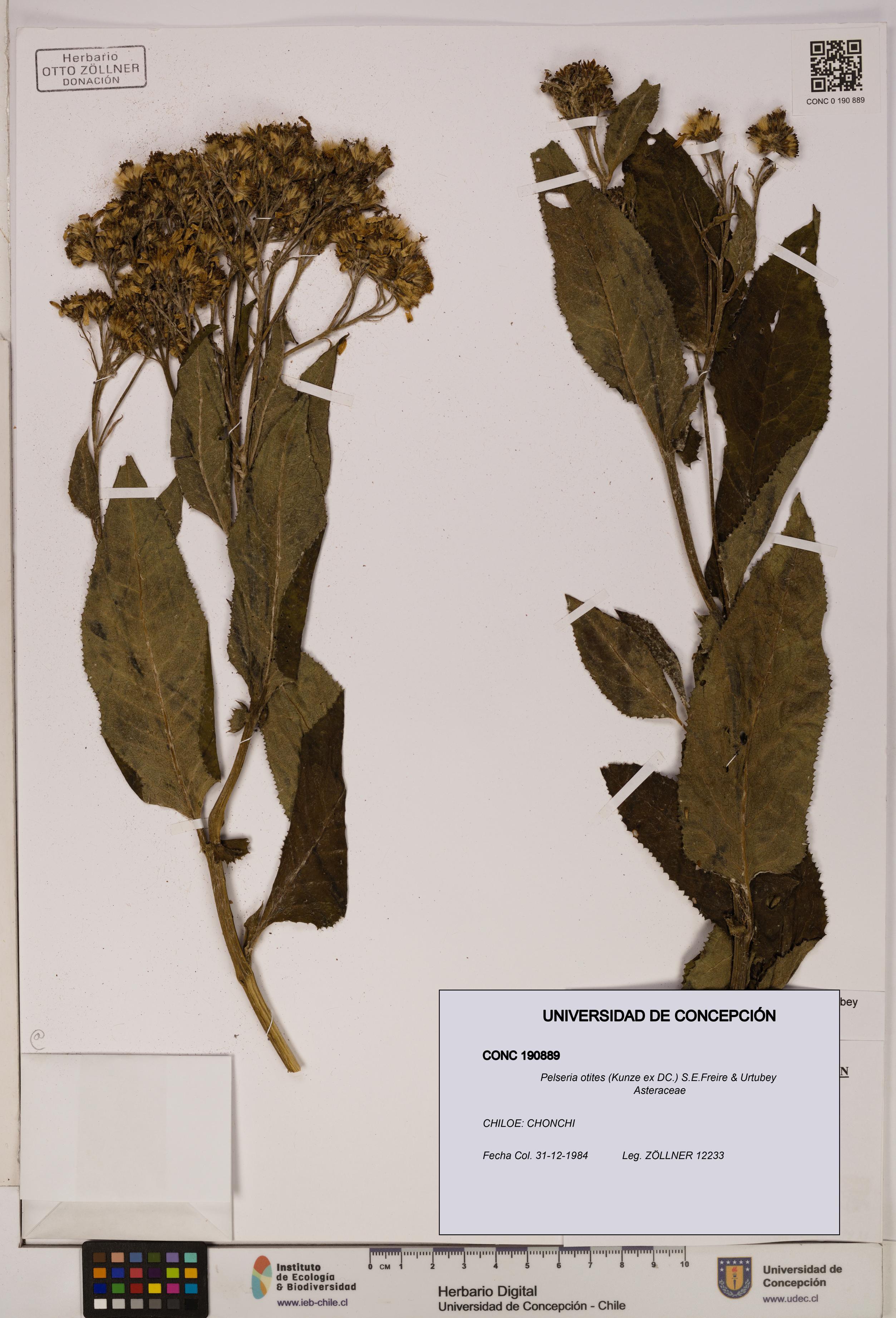 Pelseria otites [Espécimen: ]