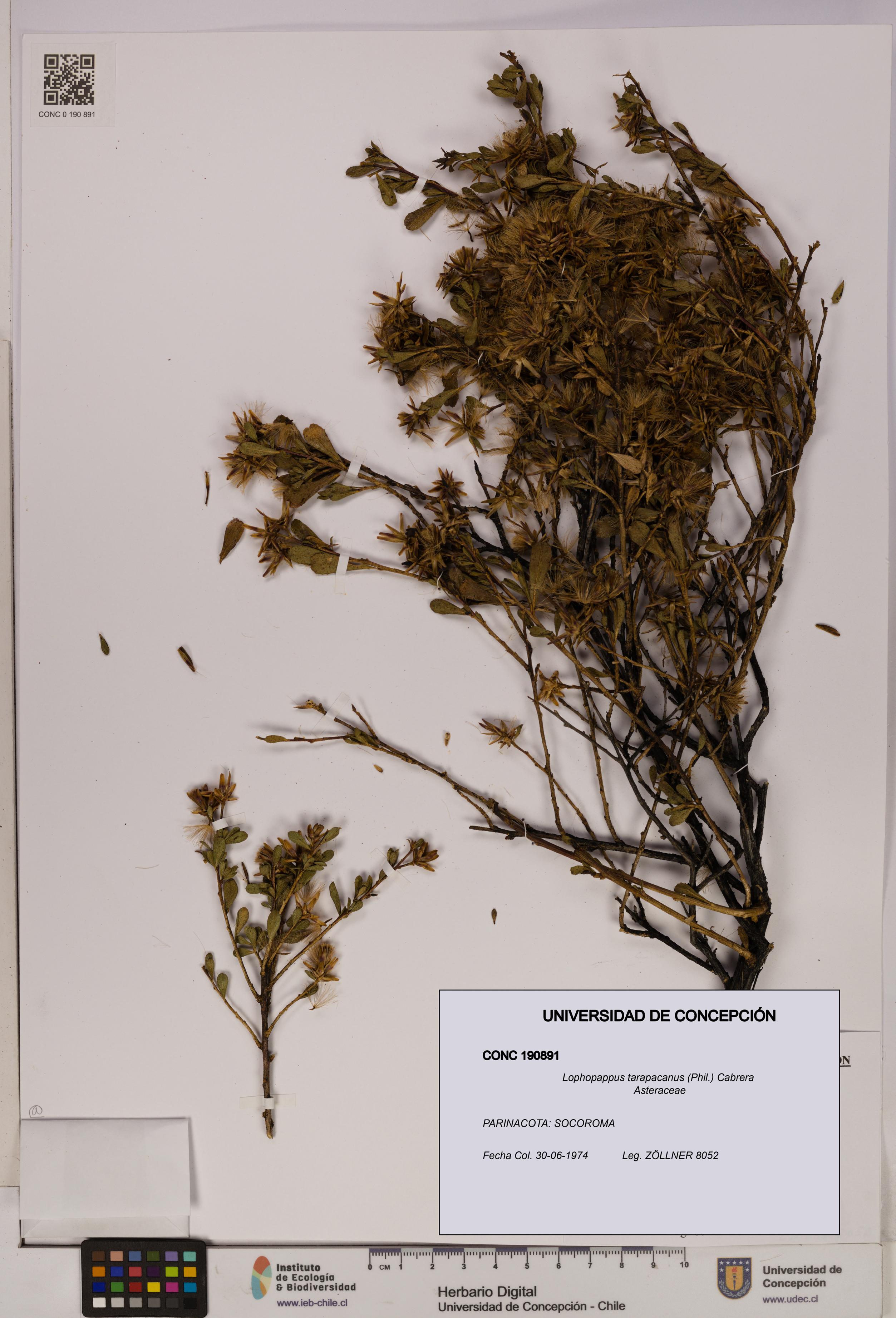 Lophopappus tarapacanus [Espécimen: UDEC:CONC:0190891]