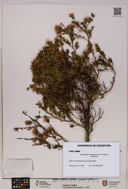 Lophopappus tarapacanus [Espécimen: UDEC:CONC:0190892]