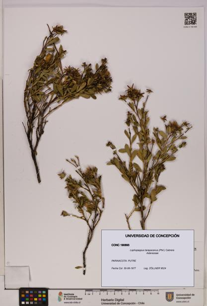 Lophopappus tarapacanus [Espécimen: UDEC:CONC:0190893]