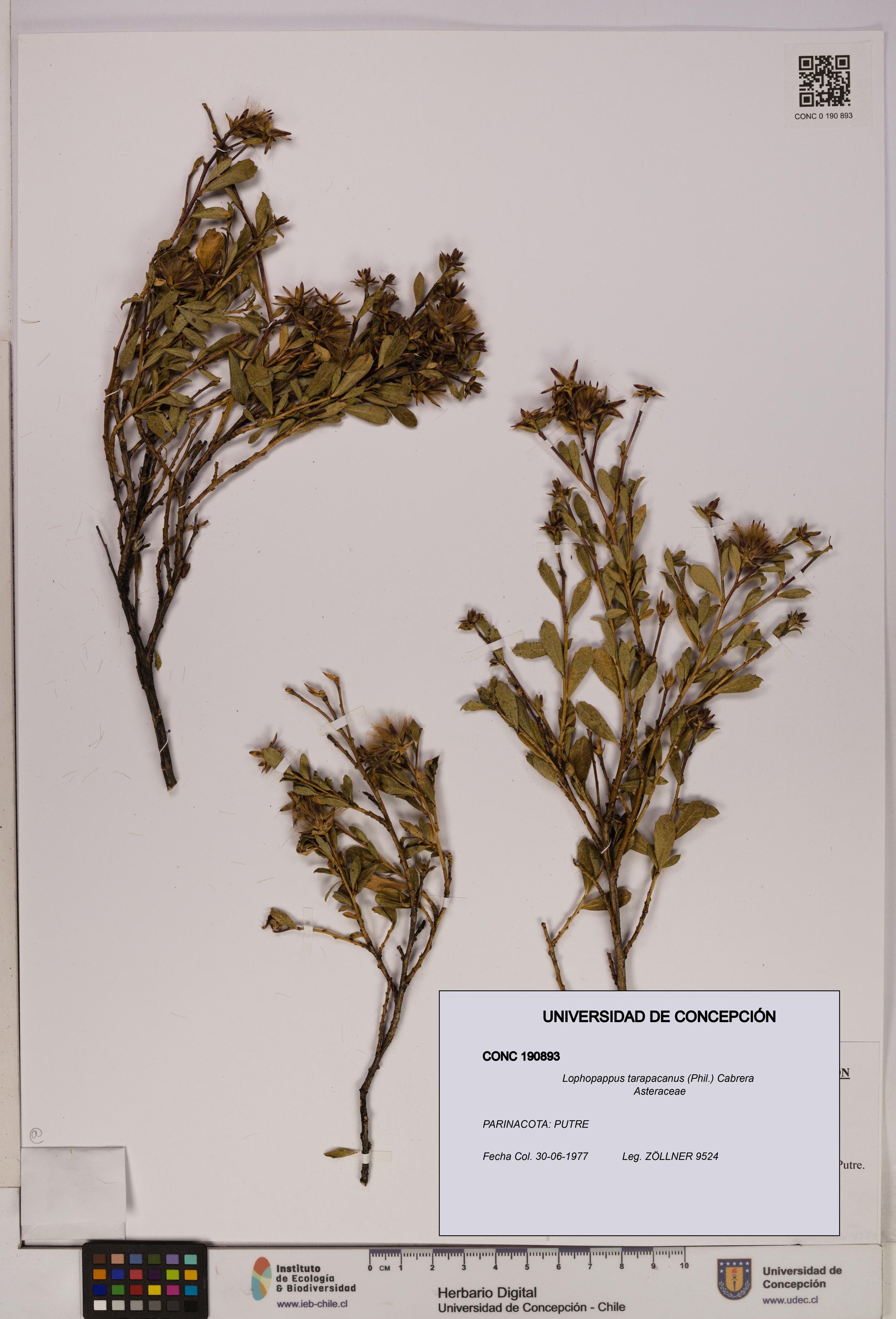Lophopappus tarapacanus [Espécimen: UDEC:CONC:0190893]