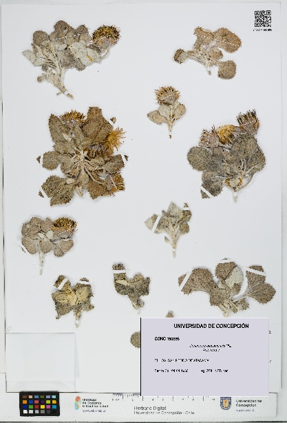 Urmenetea atacamensis [Espécimen: UDEC:CONC:0190895]
