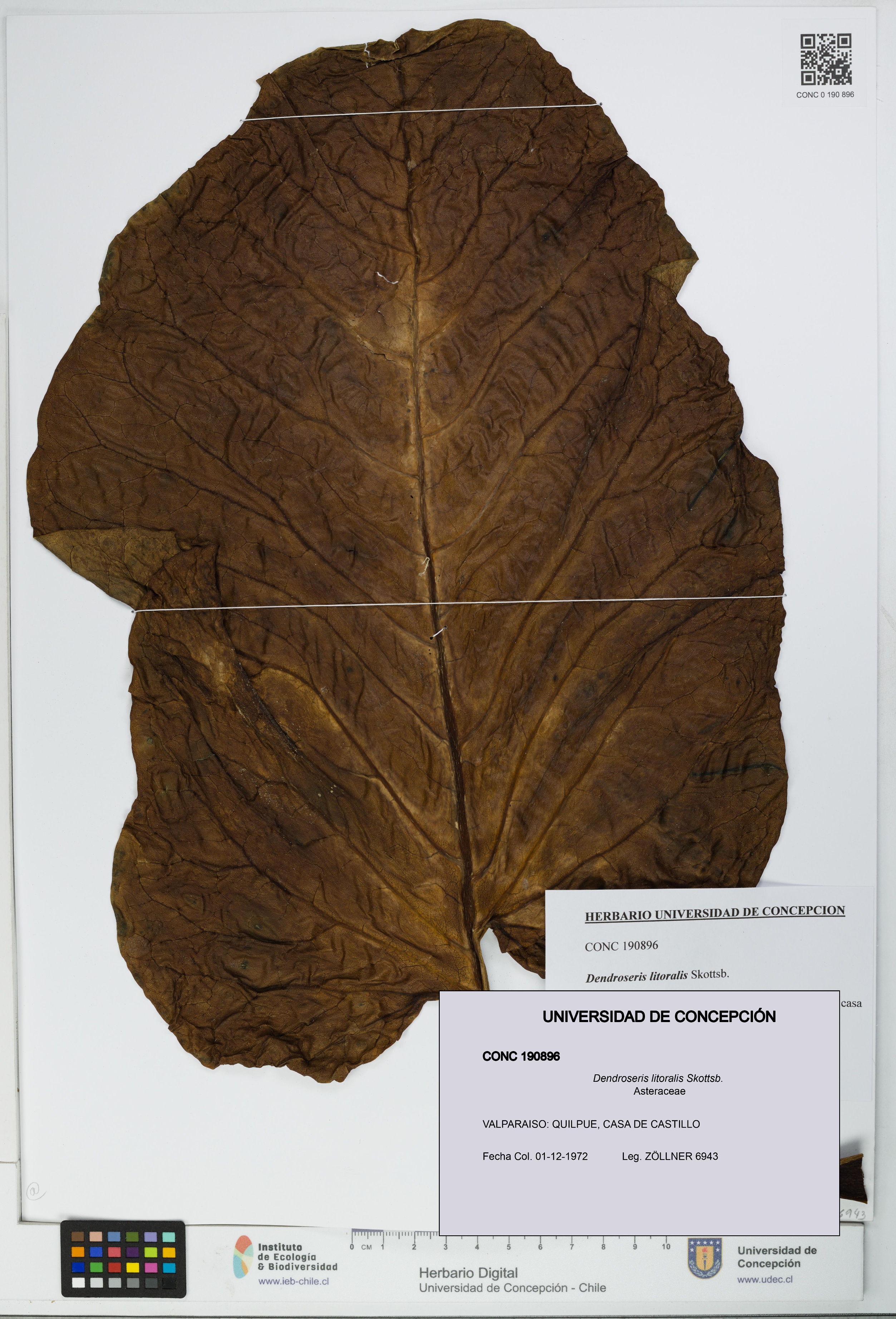 Dendroseris litoralis [Espécimen: UDEC:CONC:0190896]