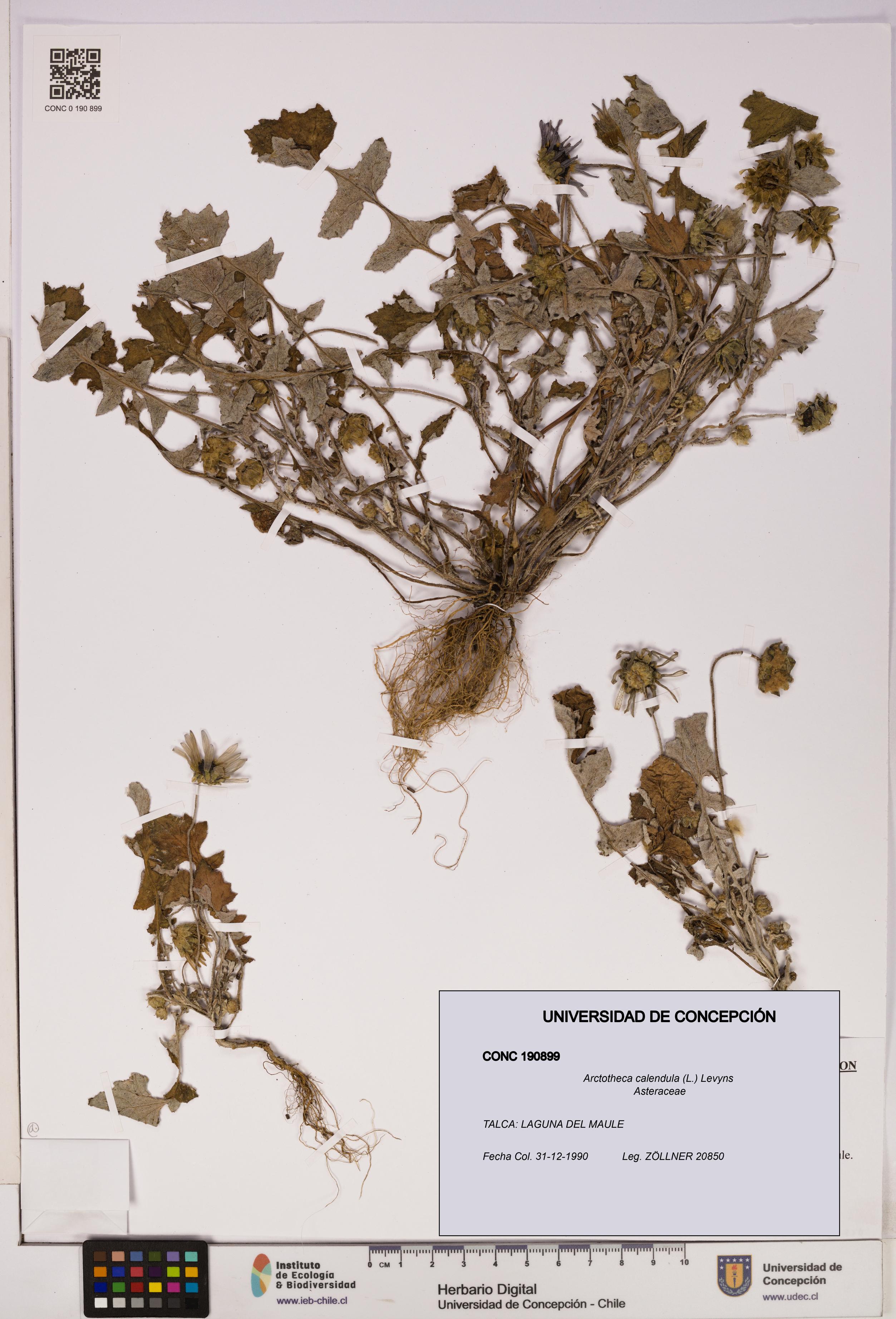 Arctotheca calendula [Espécimen: UDEC:CONC:0190899]