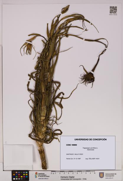 Tragopogon porrifolius [Espécimen: UDEC:CONC:0190900]