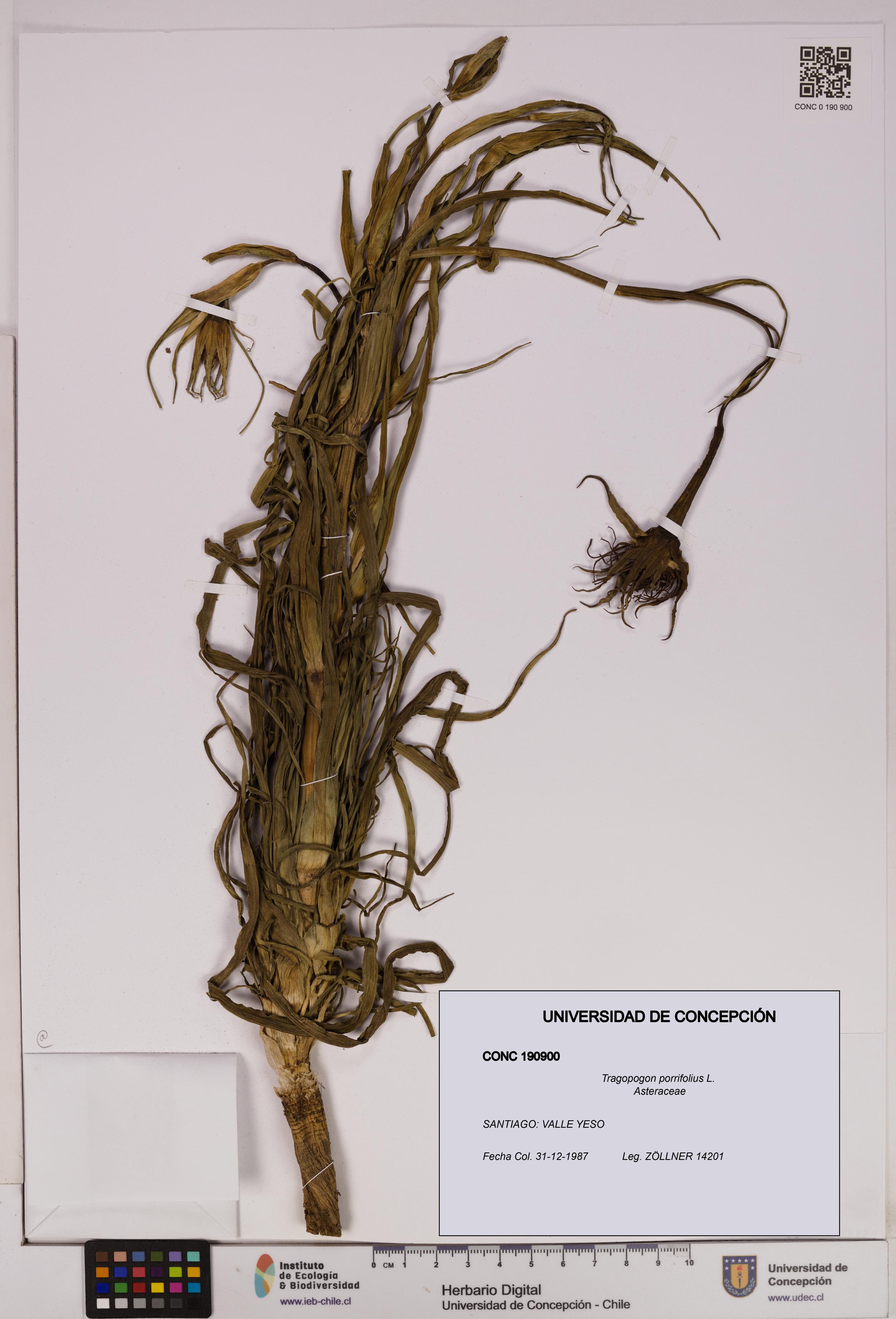 Tragopogon porrifolius [Espécimen: UDEC:CONC:0190900]