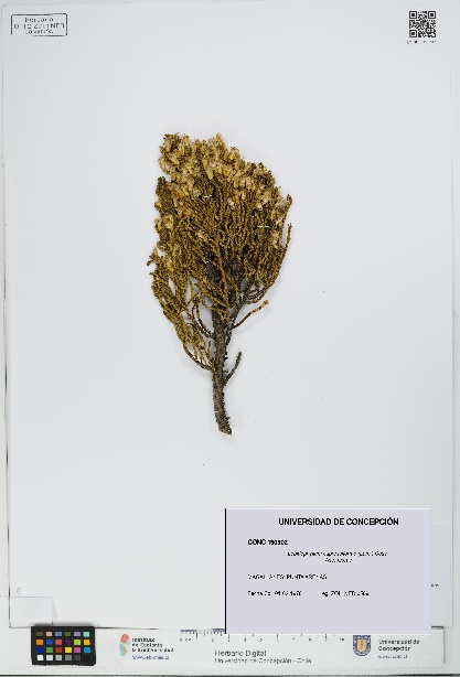 Lepidophyllum cupressiforme [Espécimen: UDEC:CONC:0190902]