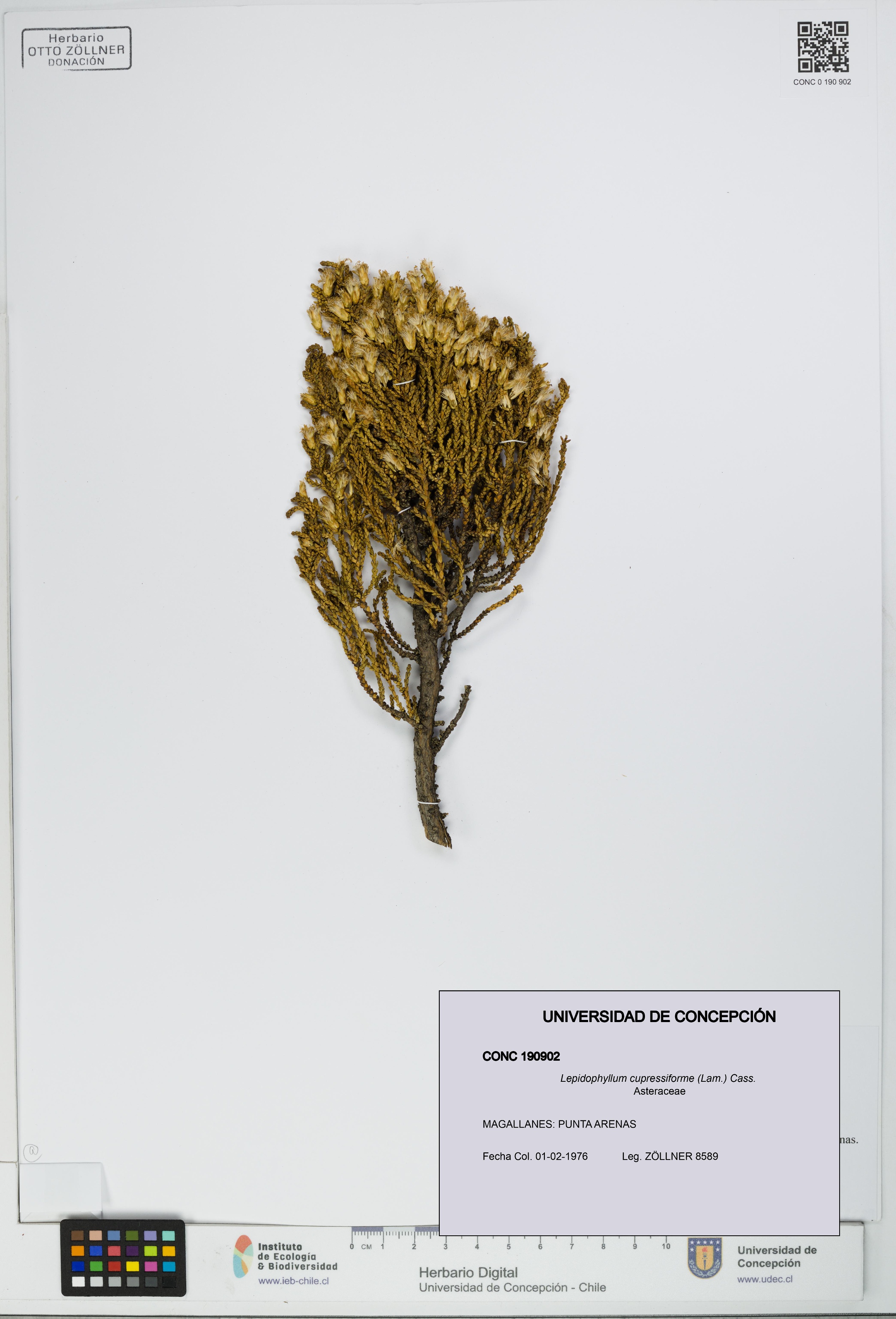 Lepidophyllum cupressiforme [Espécimen: UDEC:CONC:0190902]