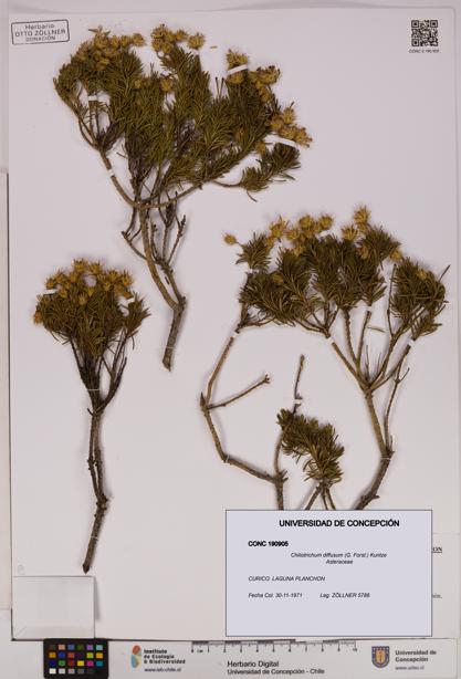 Chiliotrichum diffusum [Espécimen: UDEC:CONC:0190905]