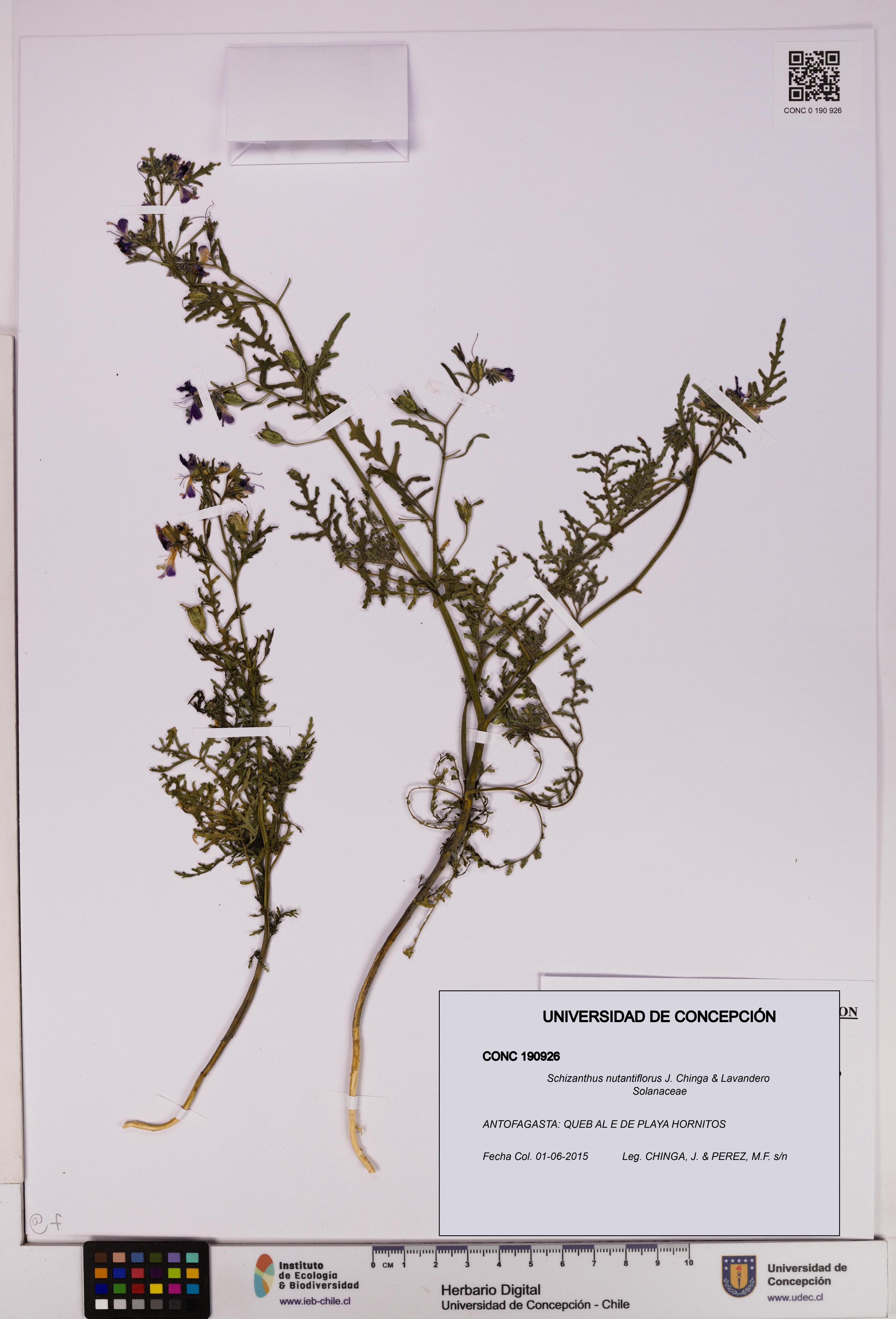 Schizanthus nutantiflorus [Espécimen: UDEC:CONC:0190926]