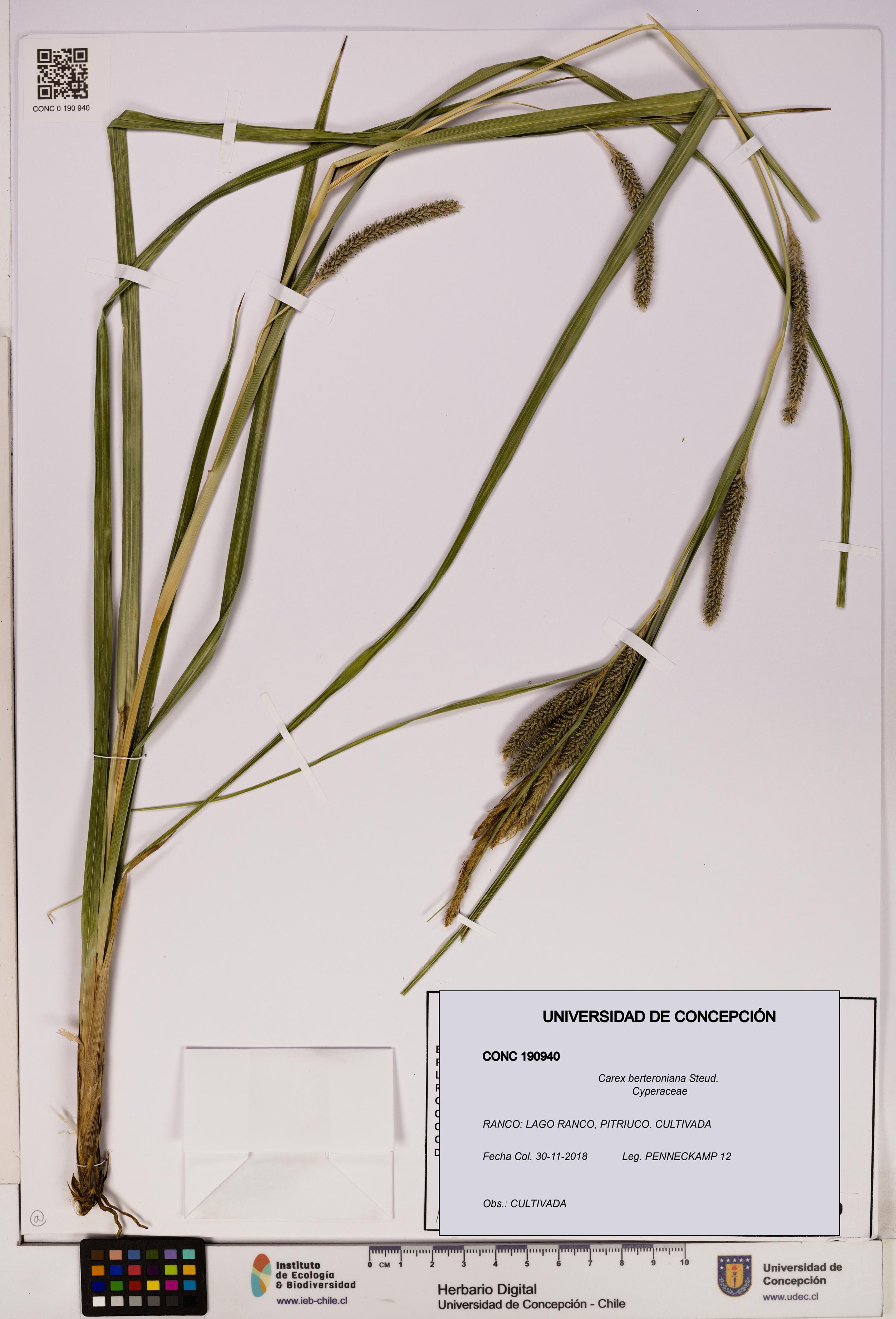 Carex berteroniana [Espécimen: UDEC:CONC:0190940]