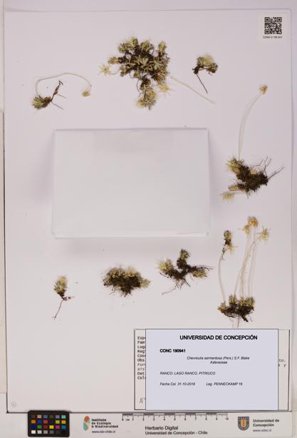 Chevreulia sarmentosa [Espécimen: UDEC:CONC:0190941]