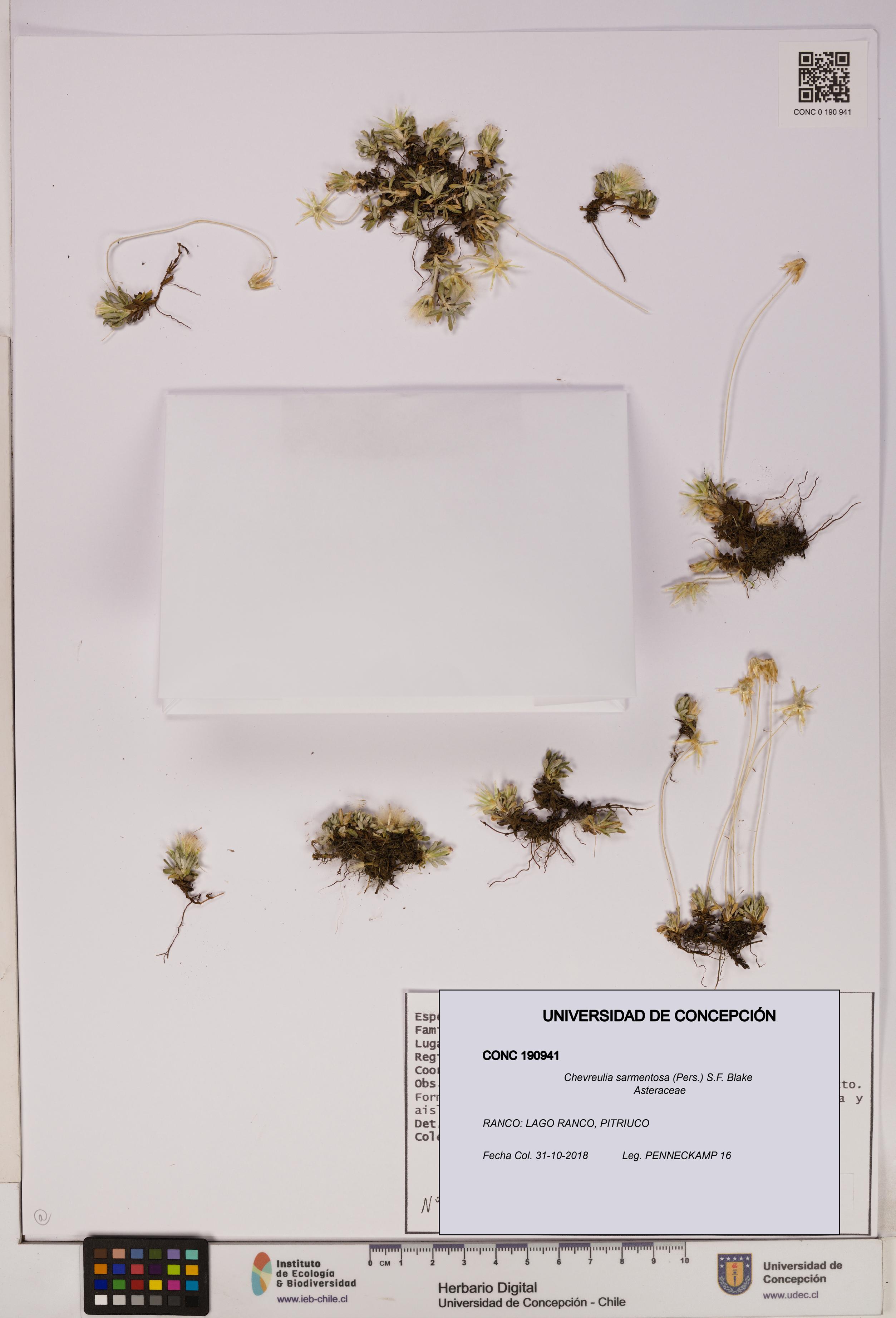 Chevreulia sarmentosa [Espécimen: UDEC:CONC:0190941]