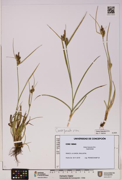 Carex fuscula [Espécimen: UDEC:CONC:0190943]