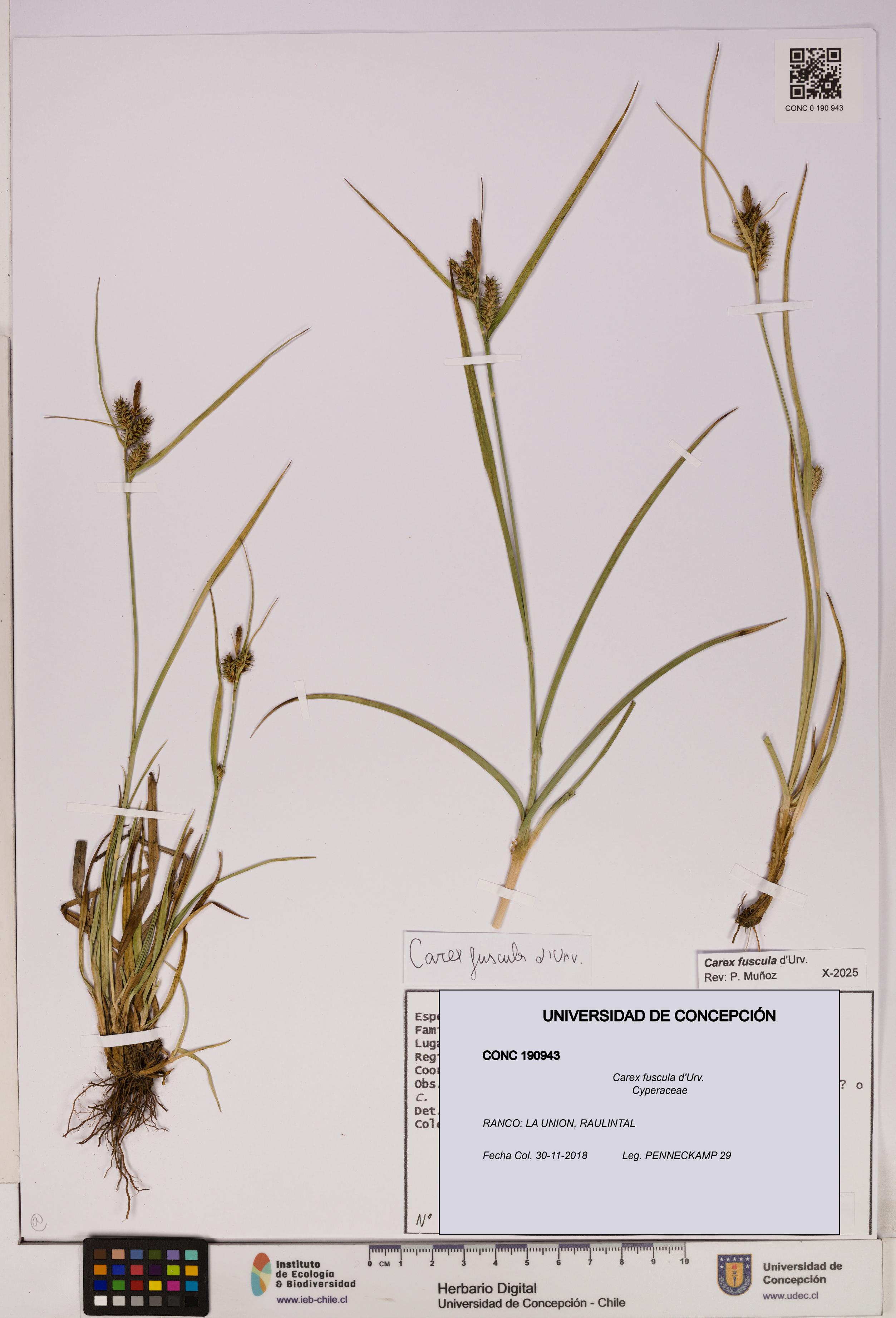 Carex fuscula [Espécimen: UDEC:CONC:0190943]