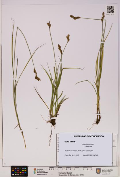 Carex canescens [Espécimen: UDEC:CONC:0190946]