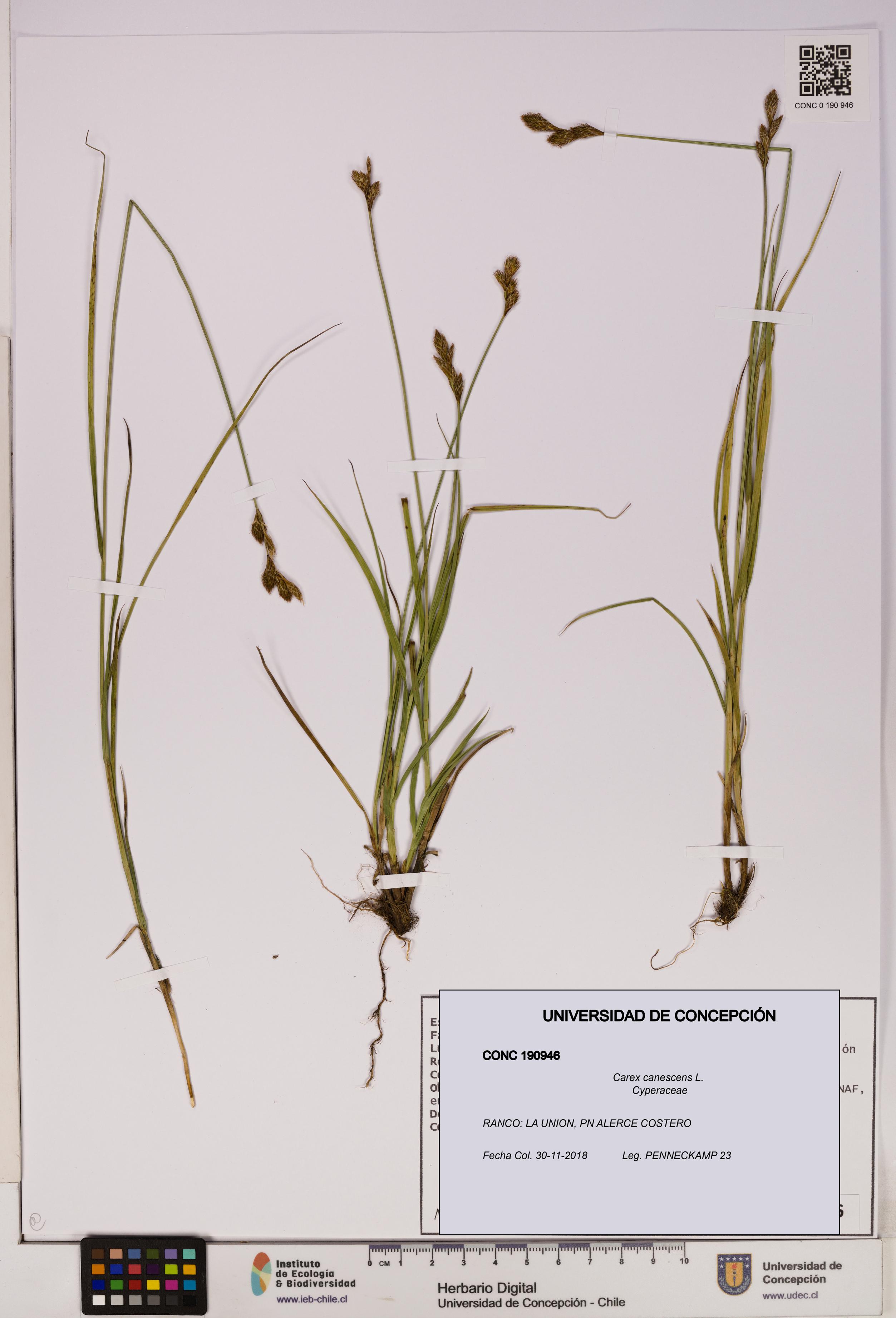 Carex canescens [Espécimen: UDEC:CONC:0190946]