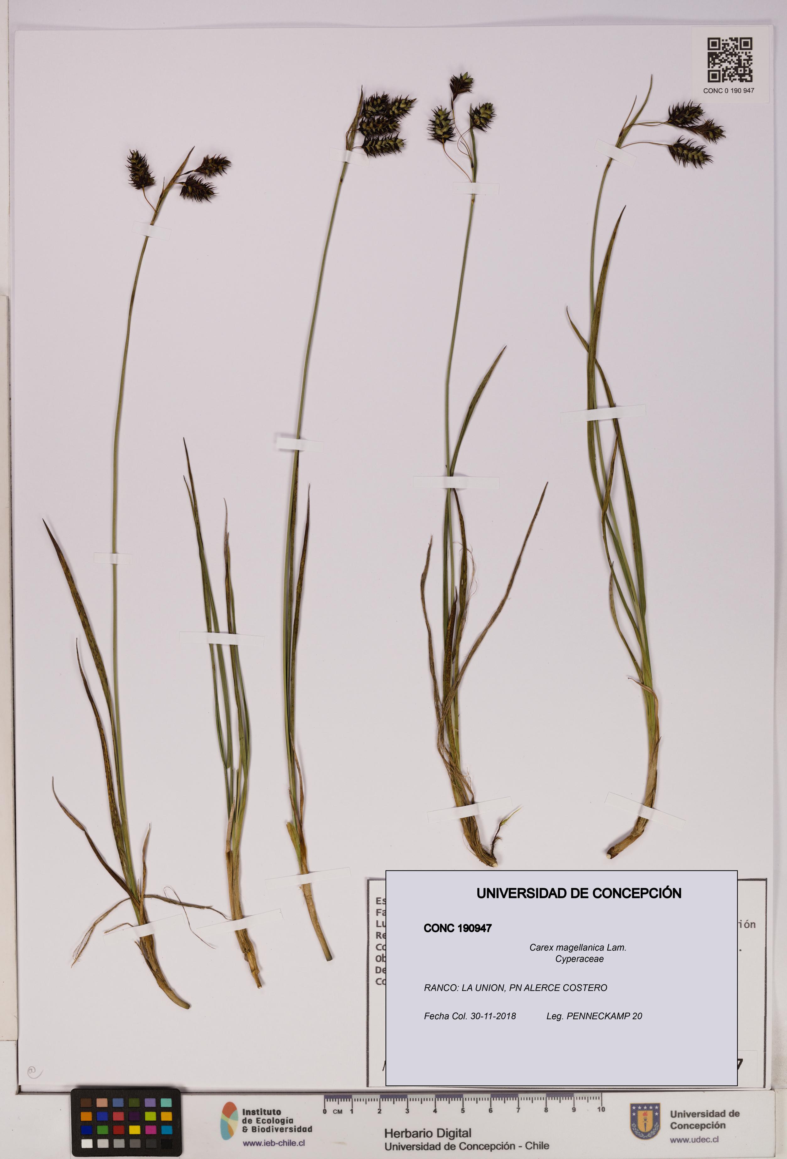 Carex magellanica [Espécimen: UDEC:CONC:0190947]