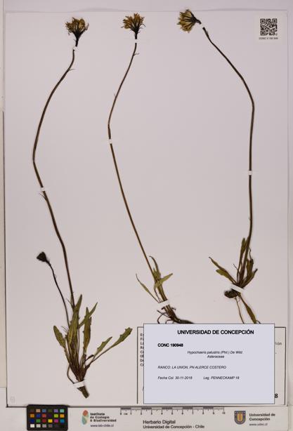 Hypochaeris palustris [Espécimen: UDEC:CONC:0190948]