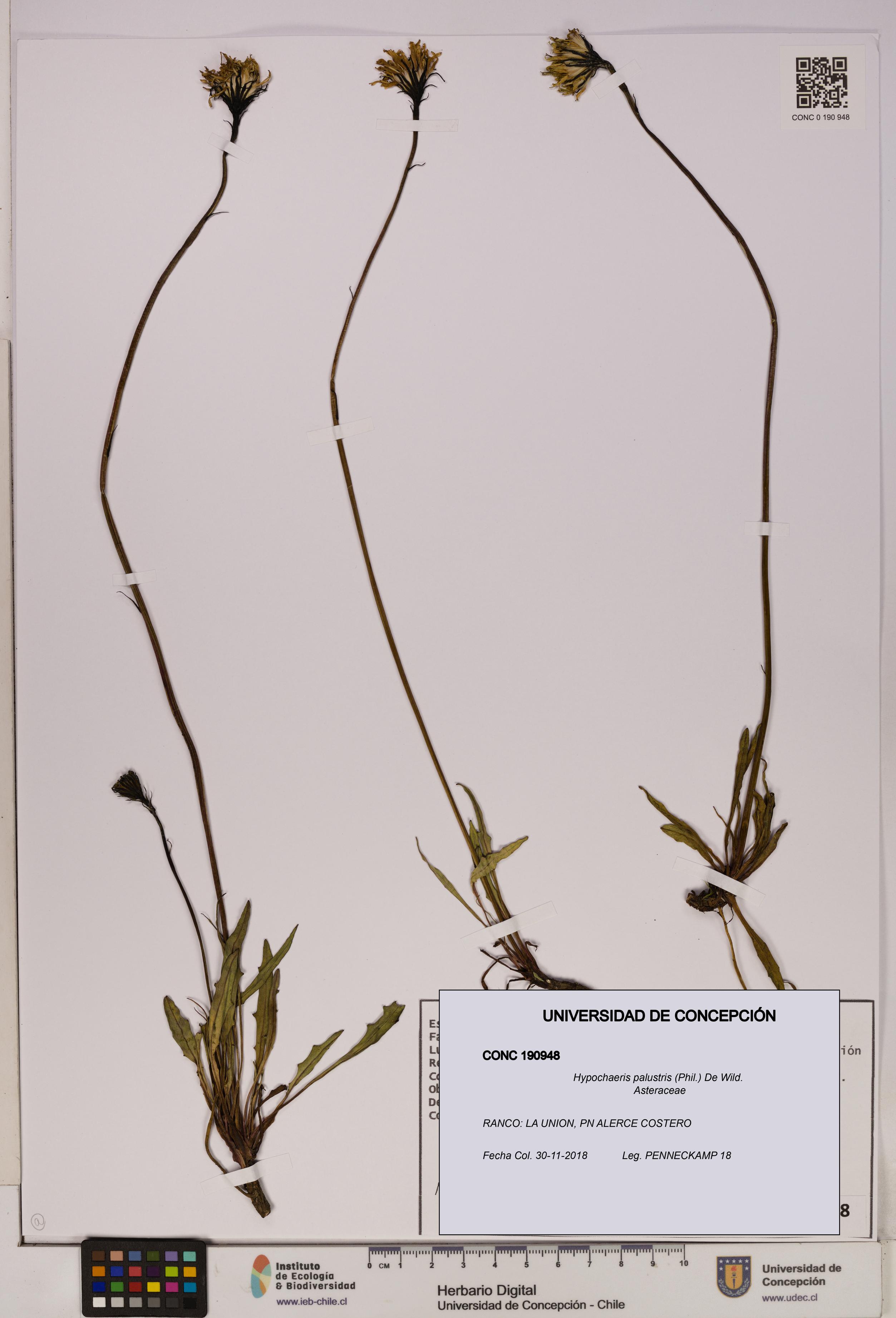 Hypochaeris palustris [Espécimen: UDEC:CONC:0190948]