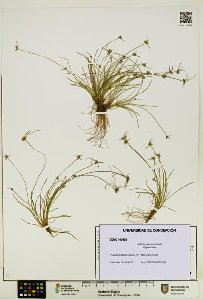 Isolepis nigricans [Espécimen: UDEC:CONC:0190952]