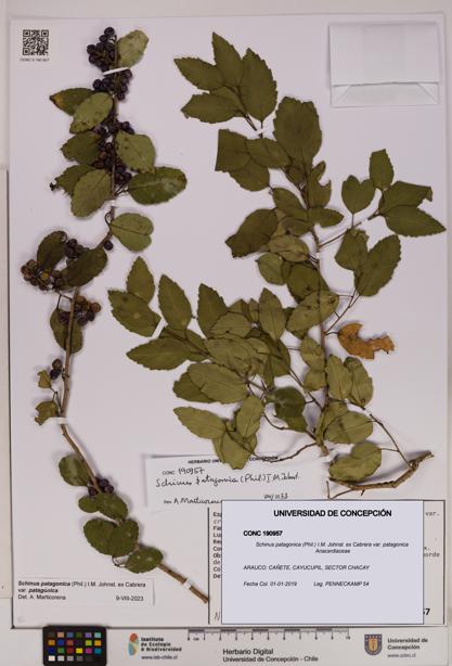 Schinus patagonica [Espécimen: UDEC:CONC:0190957]