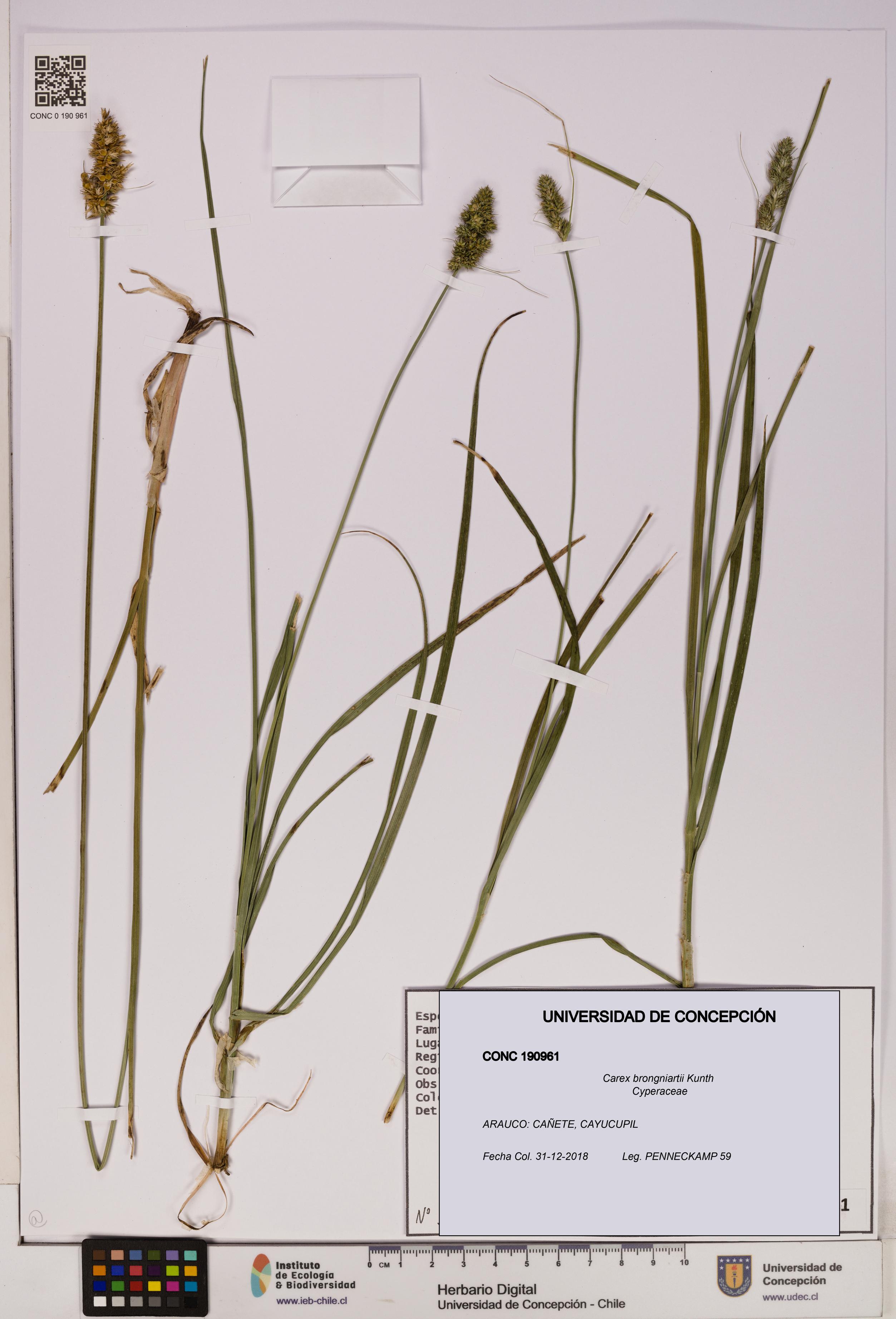 Carex brongniartii [Espécimen: UDEC:CONC:0190961]