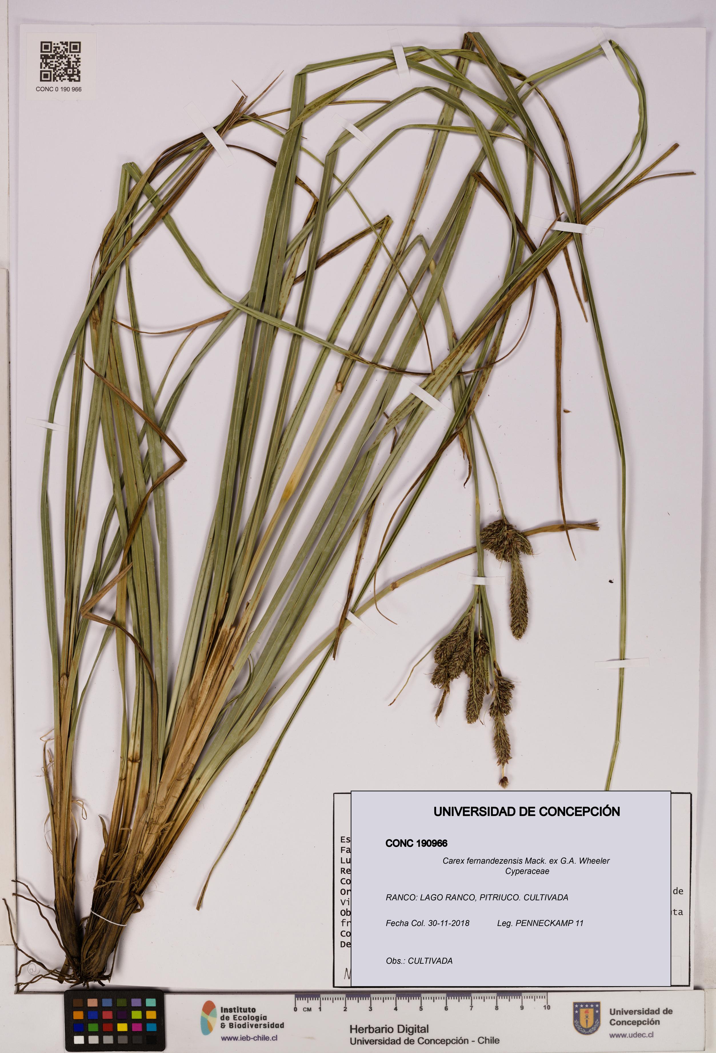 Carex fernandezensis [Espécimen: UDEC:CONC:0190966]