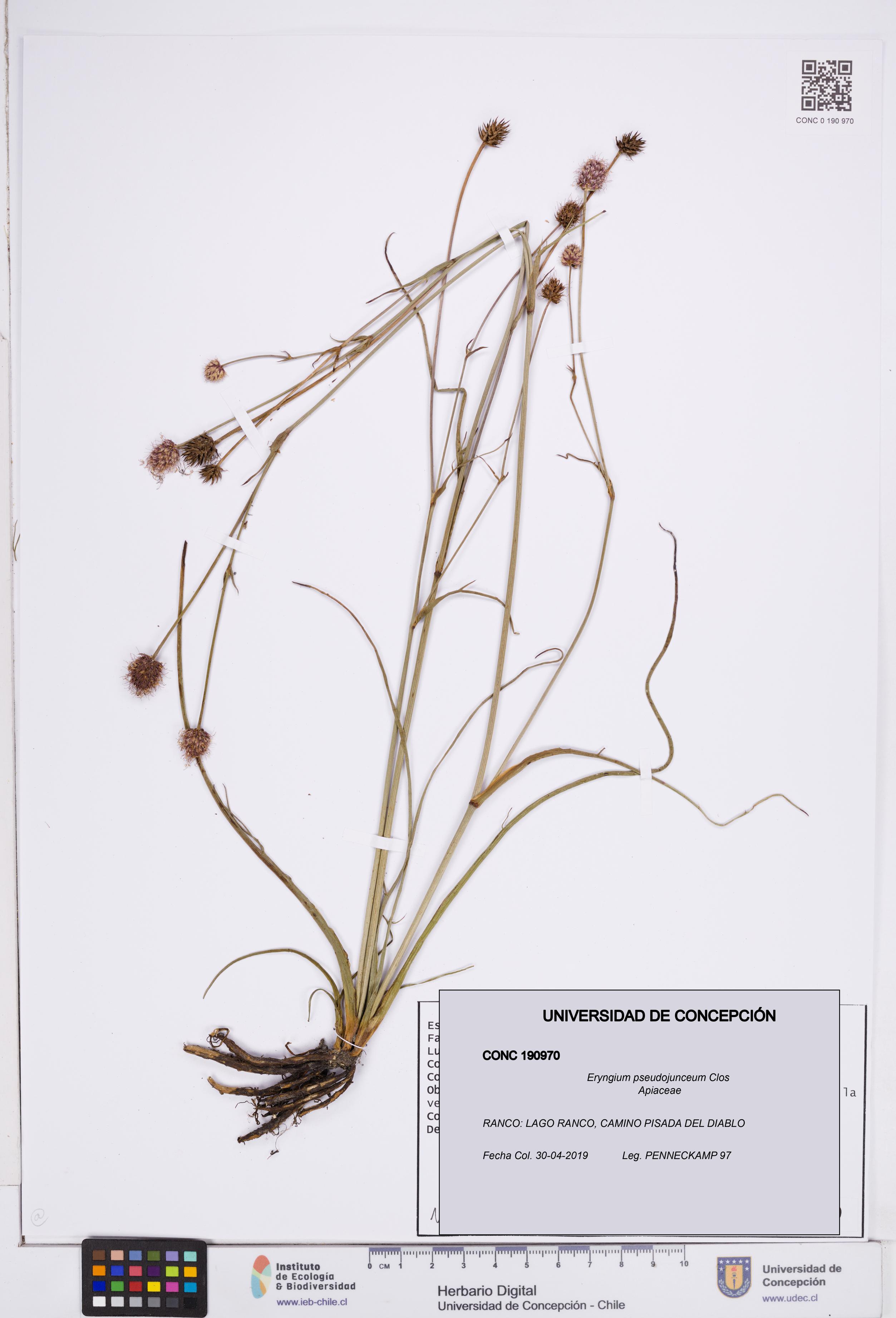 Eryngium pseudojunceum [Espécimen: ]