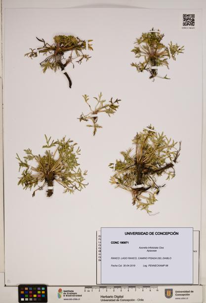 Azorella trifoliolata [Espécimen: ]