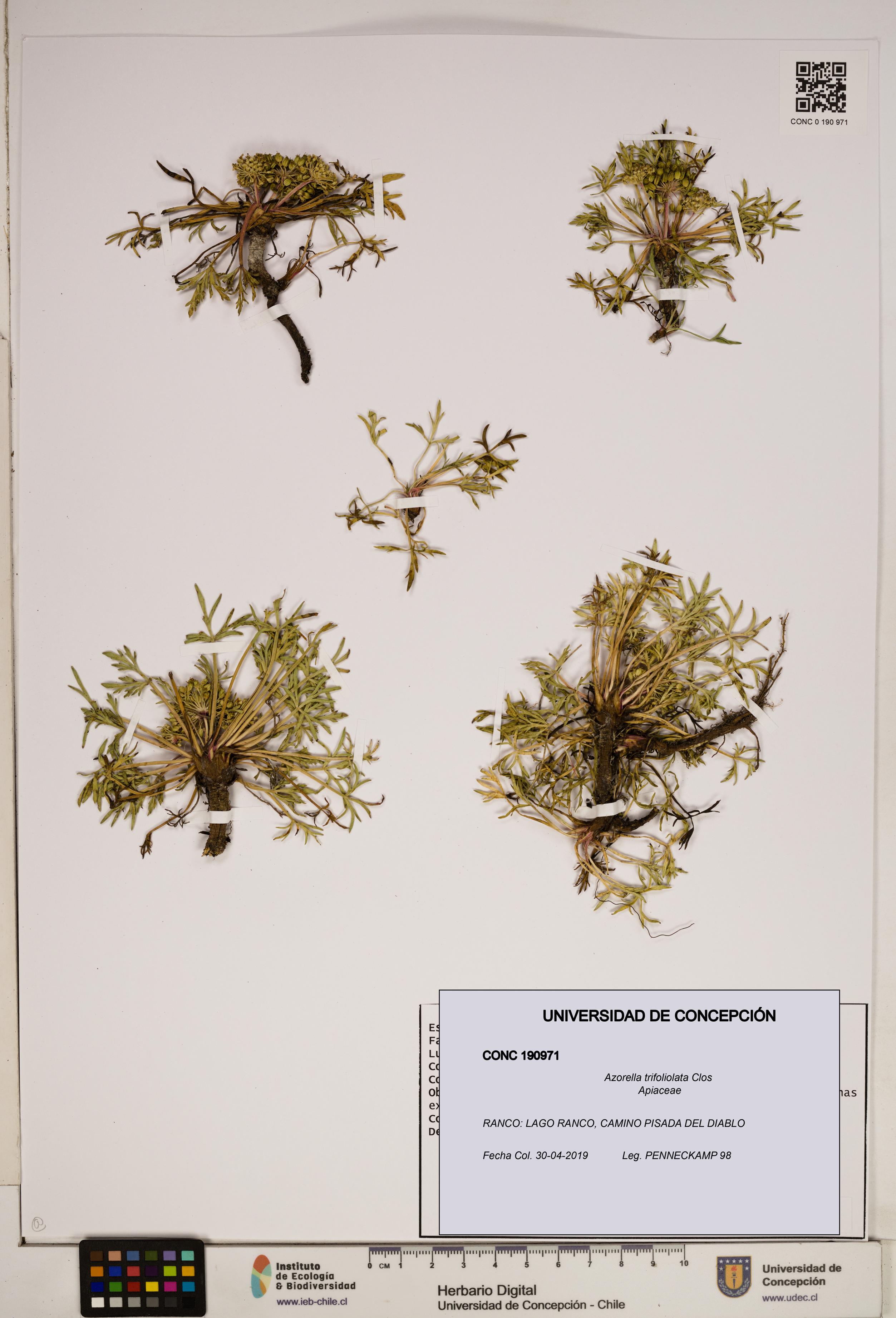 Azorella trifoliolata [Espécimen: ]